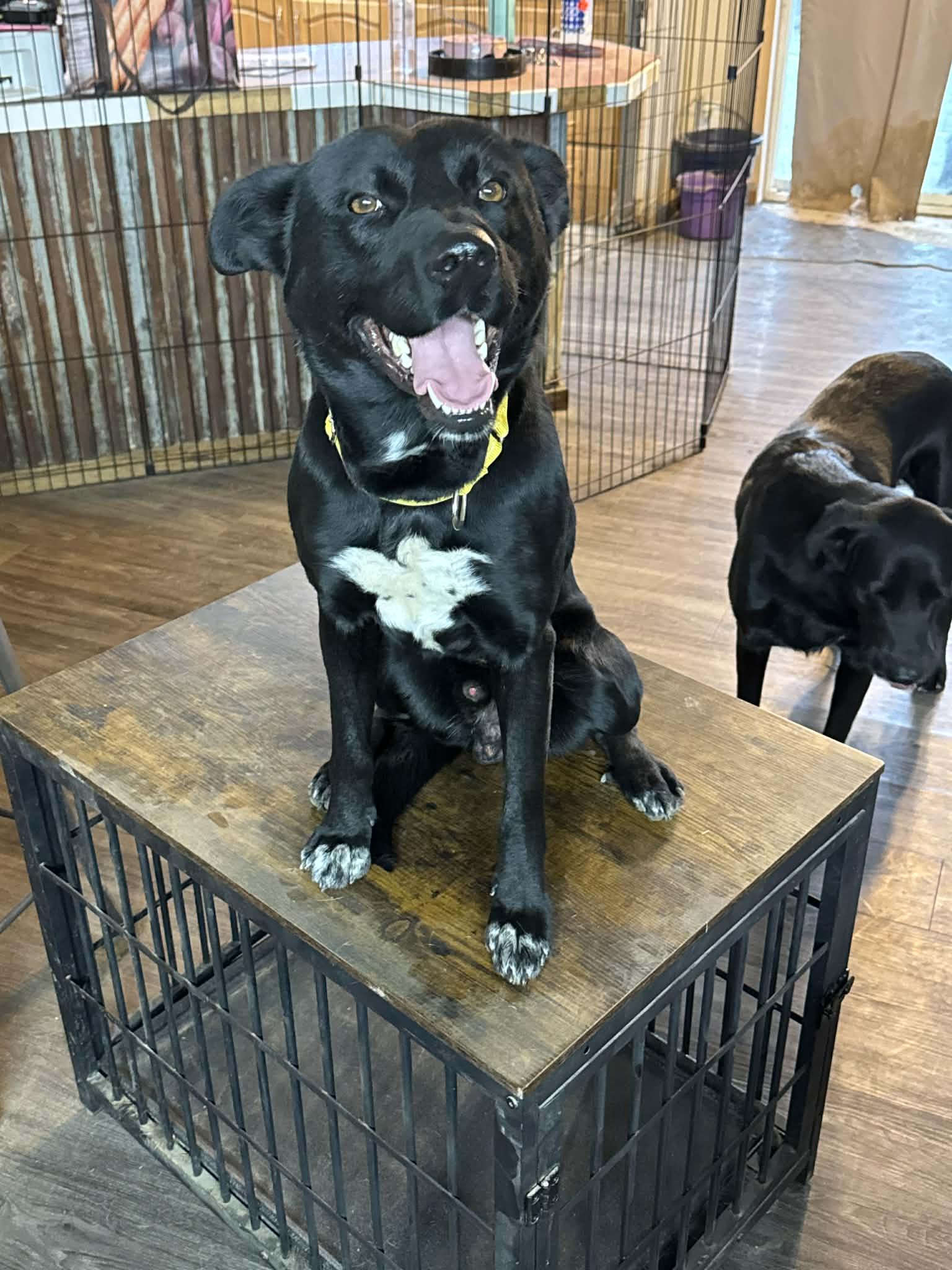 Enlarge Turbo, a ADOPTABLE mixed breed in Bend, OR image 4/6