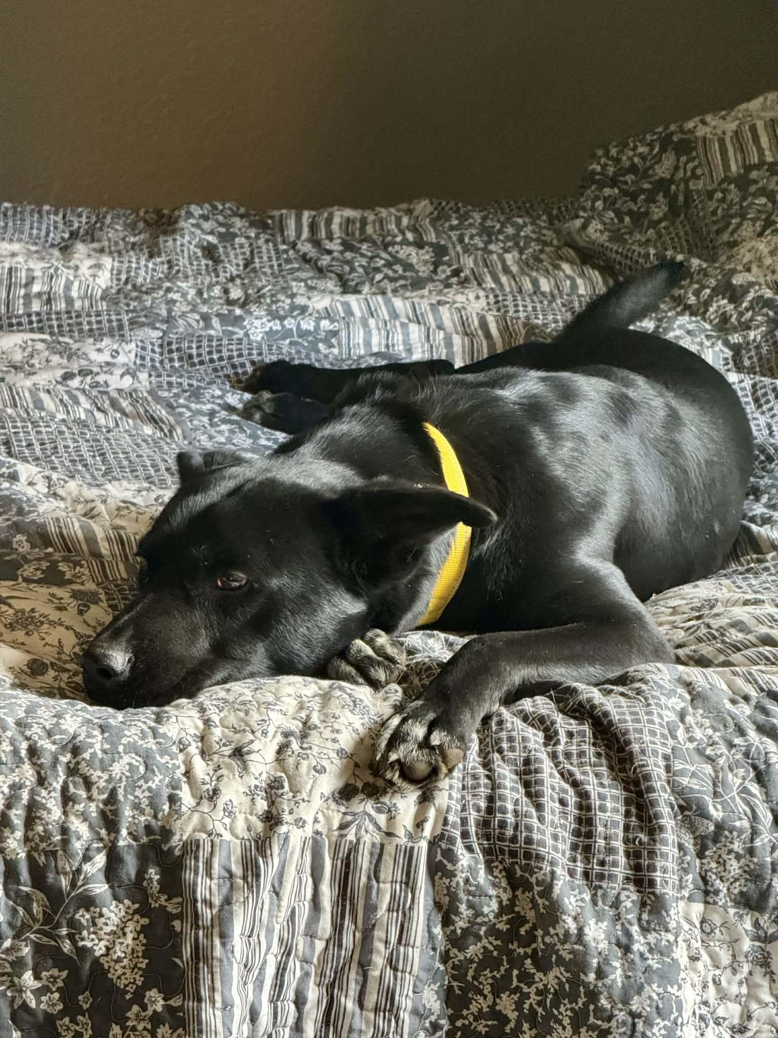 Enlarge Turbo, a ADOPTABLE mixed breed in Bend, OR image 5/6