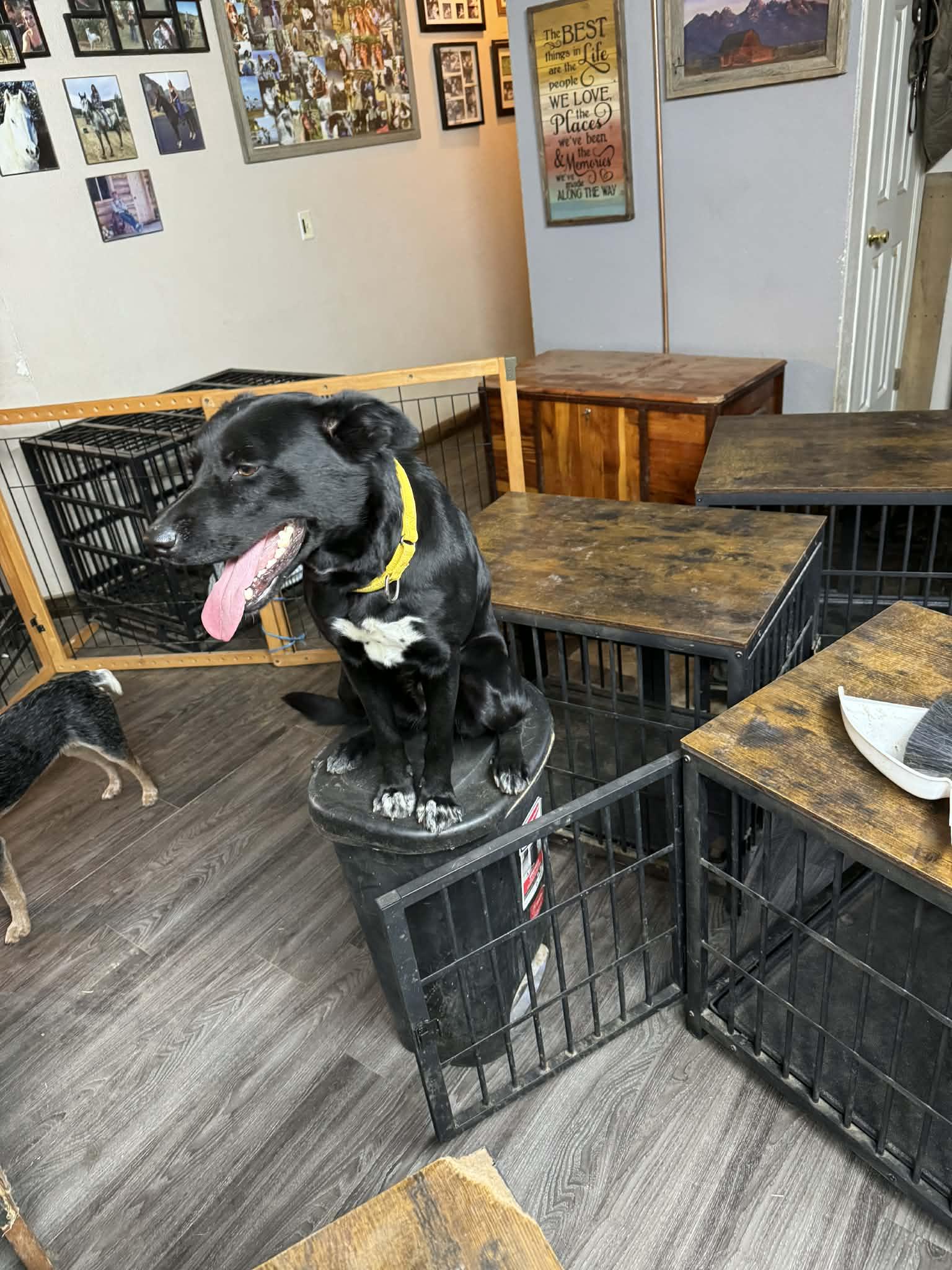 Enlarge Turbo, a ADOPTABLE mixed breed in Bend, OR image 6/6