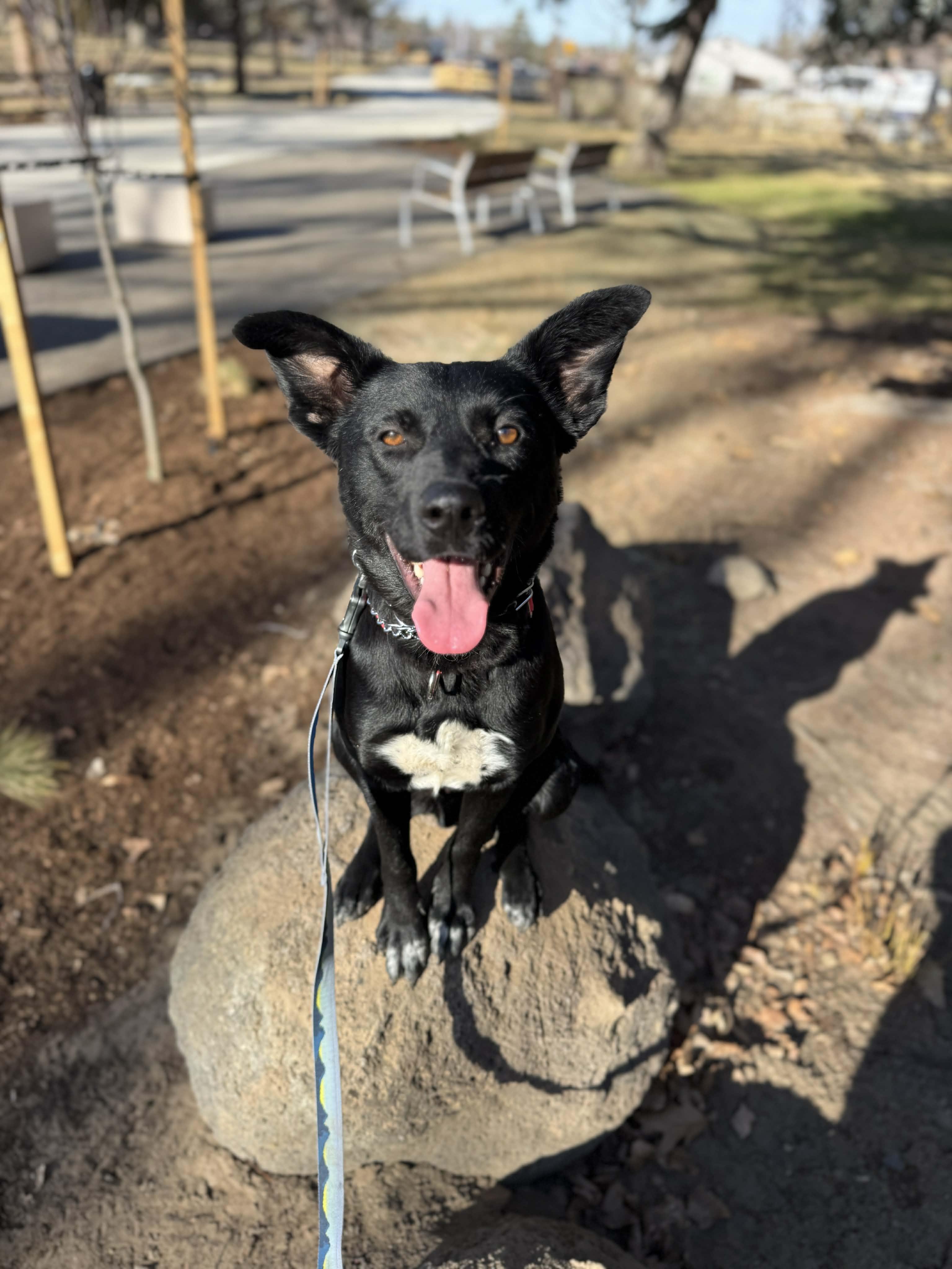 Enlarge Turbo, a ADOPTABLE mixed breed in Bend, OR image 3/5