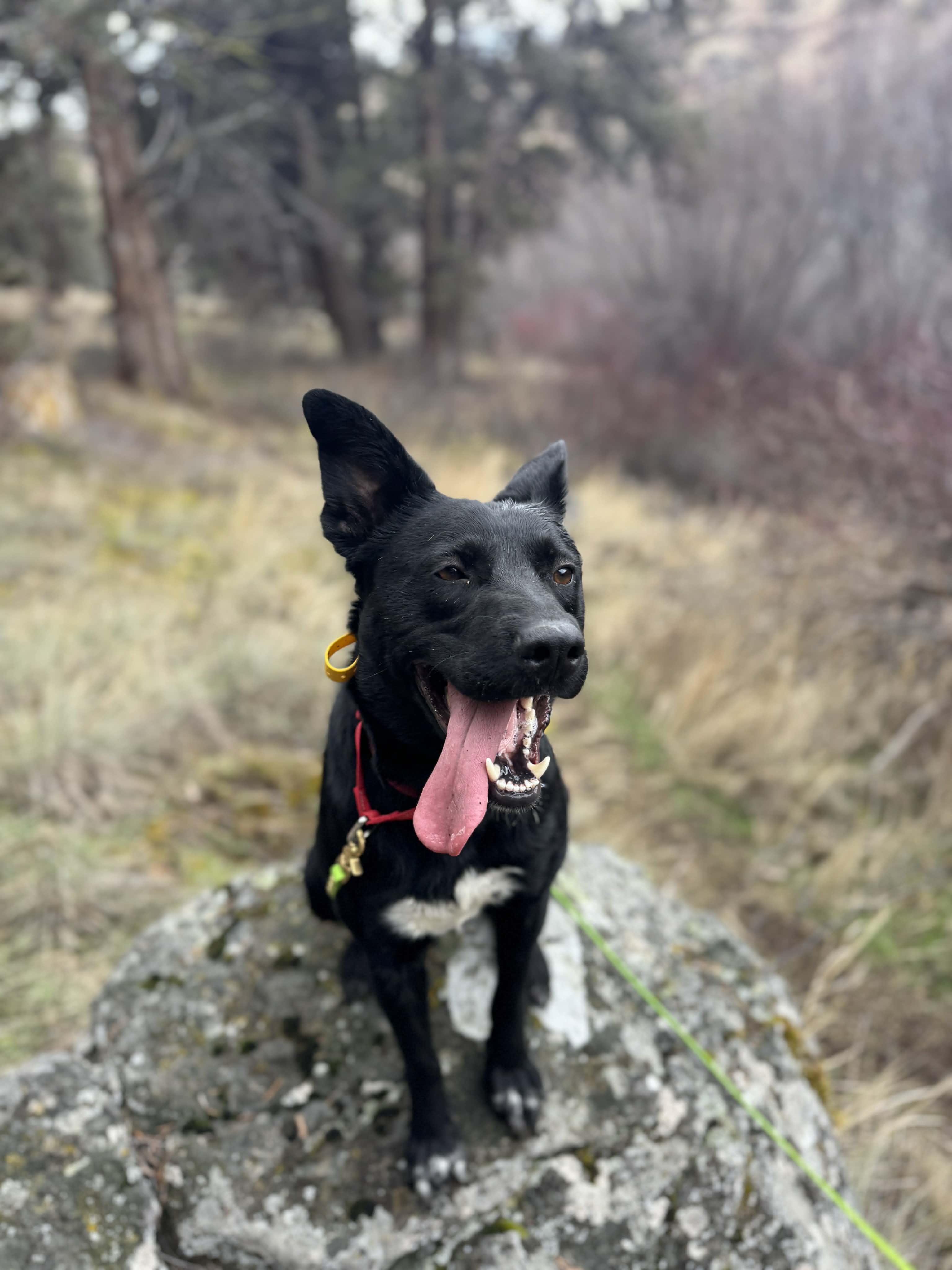 Enlarge Turbo, a ADOPTABLE mixed breed in Bend, OR image 2/5