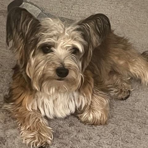 Enlarge Abigail, a Adopted Yorkshire Terrier in Chapmansboro, TN image 1/1