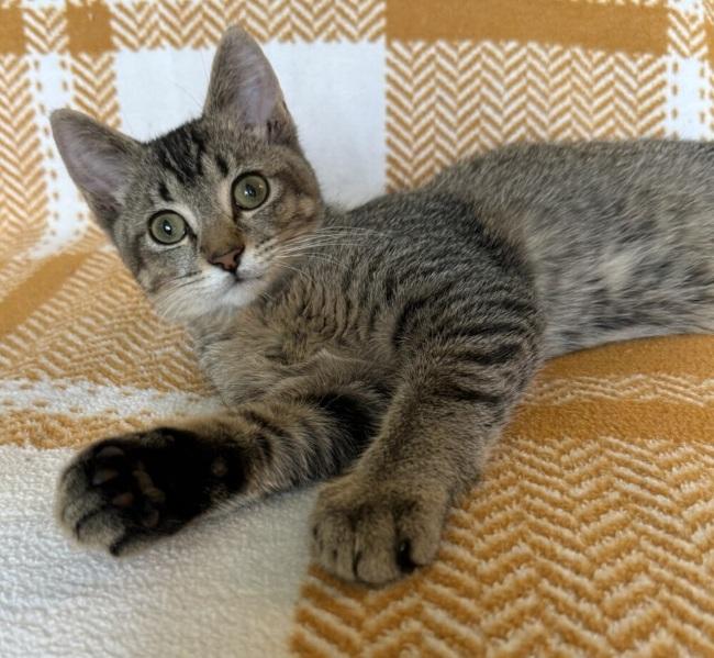 Enlarge CORNELIUS, a Adoptable Domestic Short Hair in Marengo, IL image 3/3