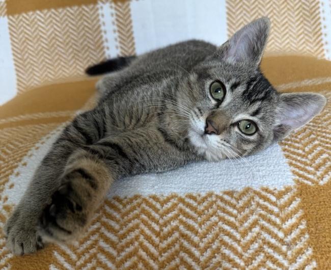 Enlarge CORNELIUS, a Adoptable Domestic Short Hair in Marengo, IL image 2/3