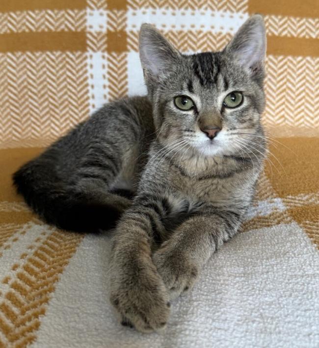 Enlarge CORNELIUS, a Adoptable Domestic Short Hair in Marengo, IL image 1/3