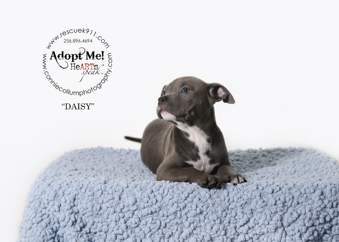 Daisy , Adopted, Puppy Female Terrier.