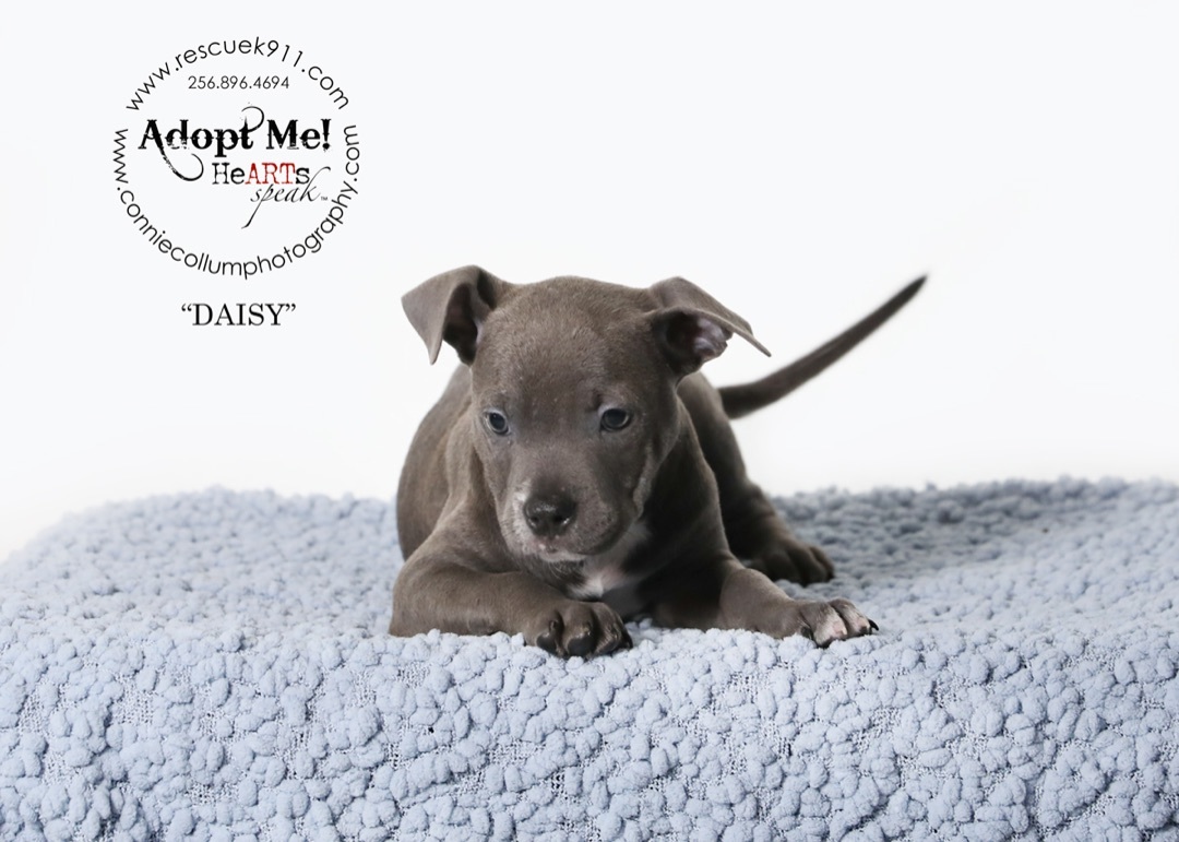 Daisy , a Adopted Terrier in Camp Hill, AL image 2/4