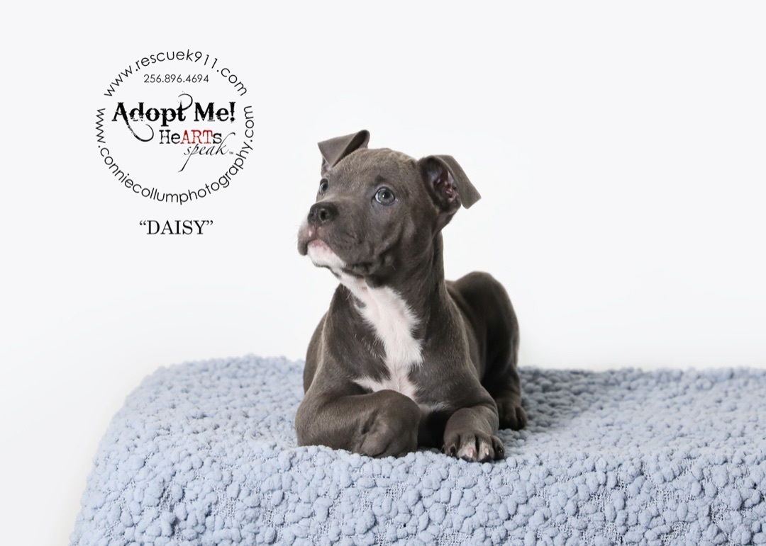 Daisy , a Adopted Terrier in Camp Hill, AL image 3/4