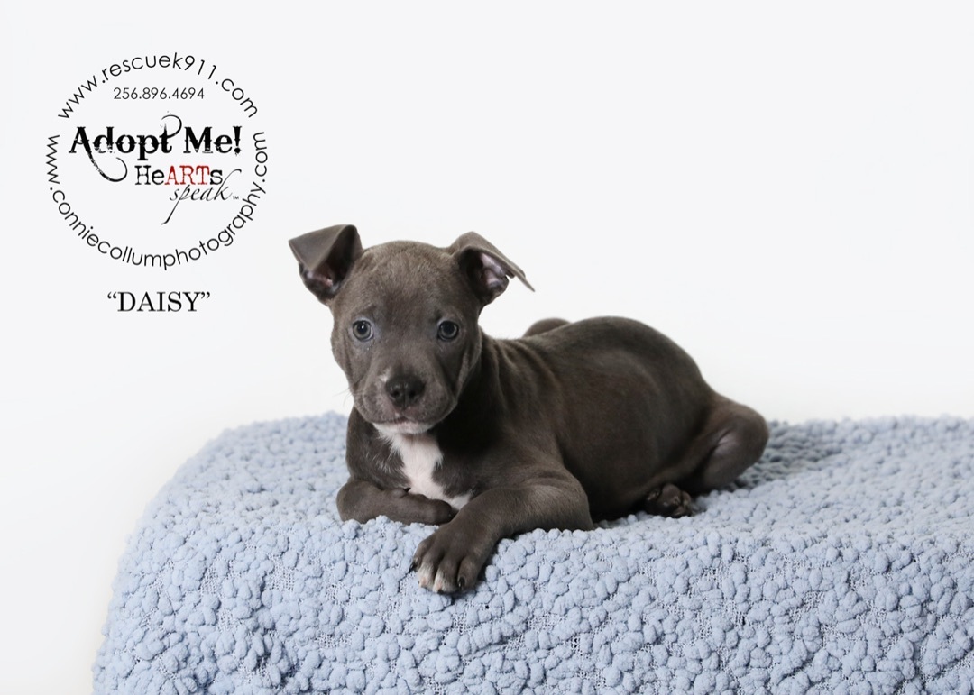 Daisy , a Adopted Terrier in Camp Hill, AL image 4/4