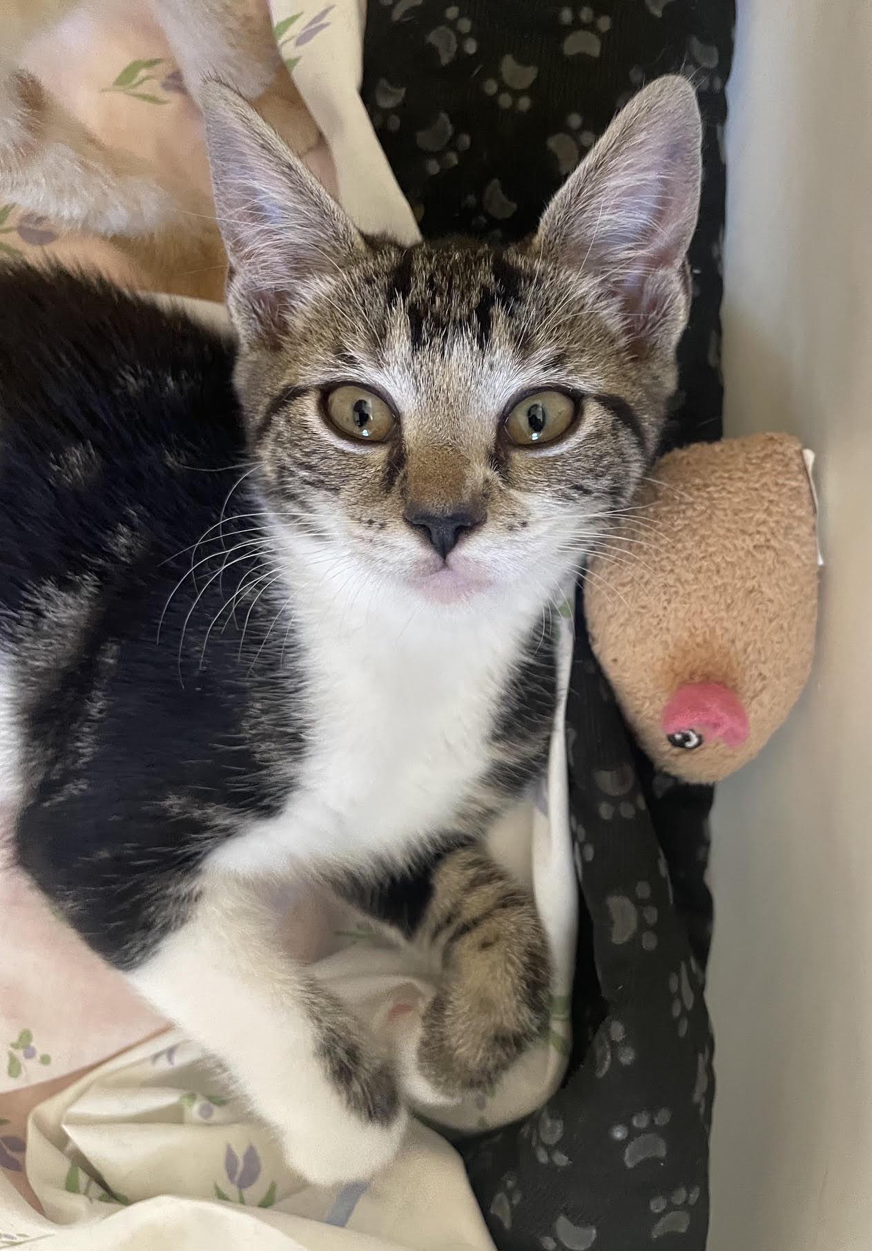 Glow, Adoptable, Kitten Female American Shorthair.
