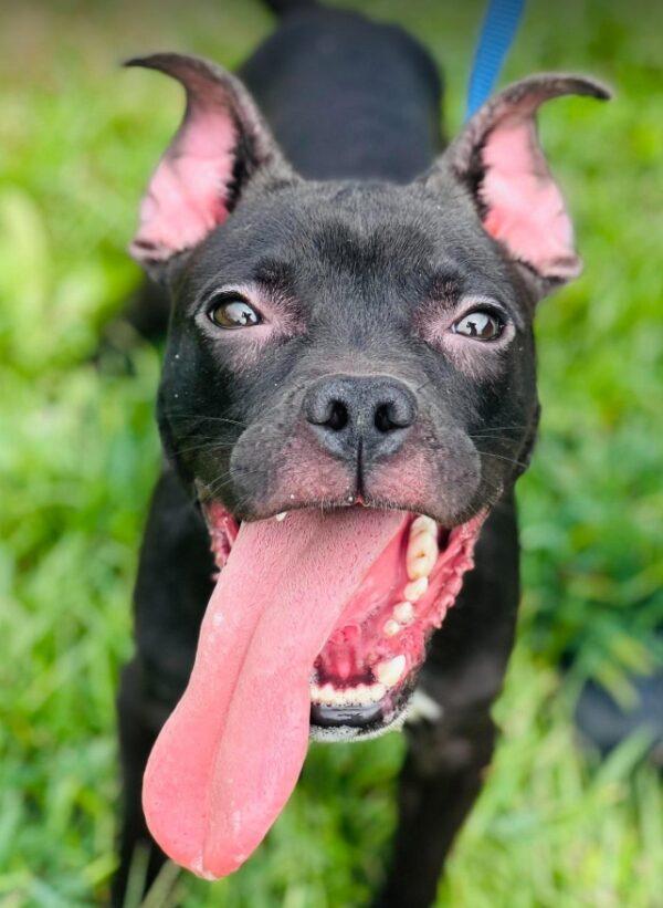 Enlarge Ac-5235 "Jet", a Adoptable mixed breed in Conyers, GA image 2/3