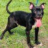 Enlarge Ac-5235 "Jet", a Adoptable mixed breed in Conyers, GA image 3/3