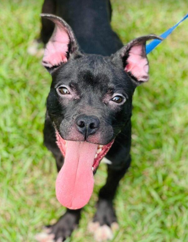 Ac-5235 "Jet", Adoptable, Young Male Pit Bull Terrier & Labrador Retriever.