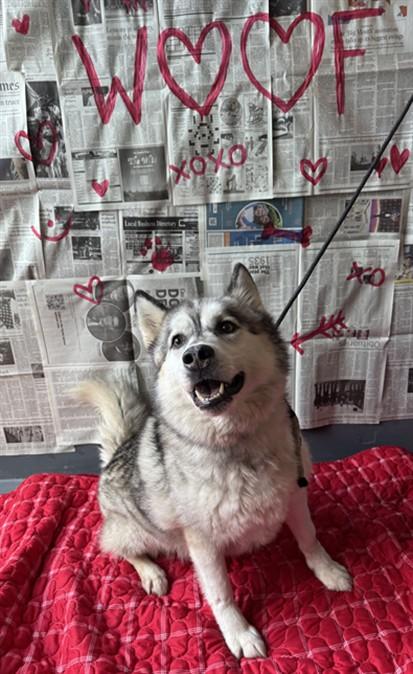 Enlarge PENELOPE, a Adoptable Siberian Husky in Chatsworth, CA image 1/1