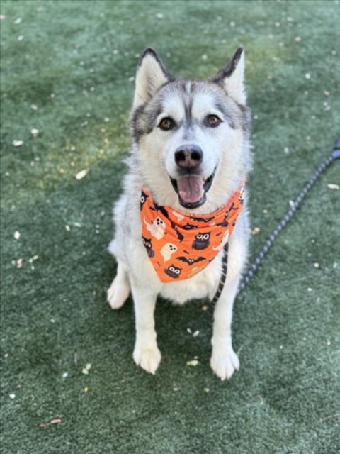 Enlarge PENELOPE, a Adoptable Siberian Husky in Chatsworth, CA image 1/1