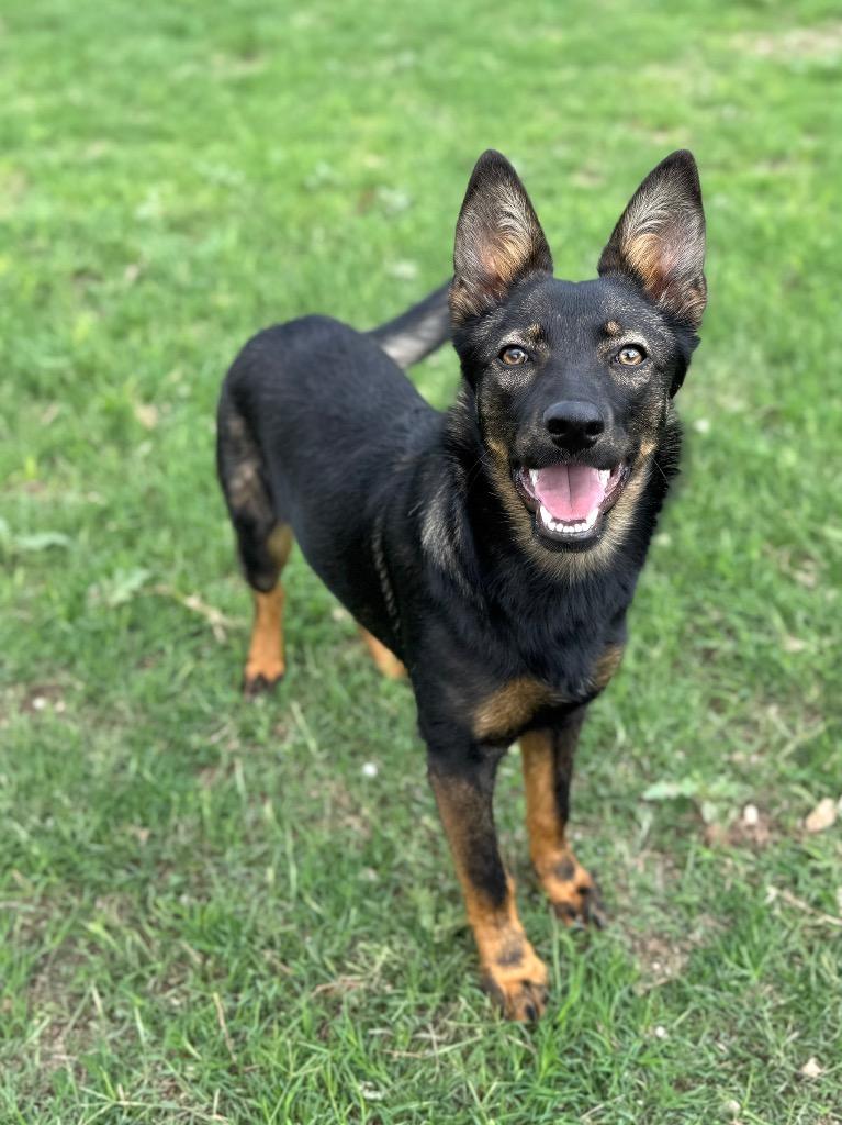 Enlarge Maxie, a Adoptable Shepherd in Canyon Lake, TX image 1/6
