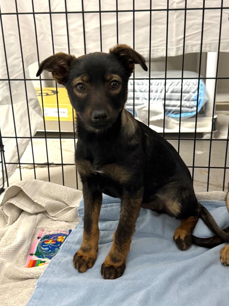 Maxie, a Adoptable Shepherd in Canyon Lake, TX image 1/3