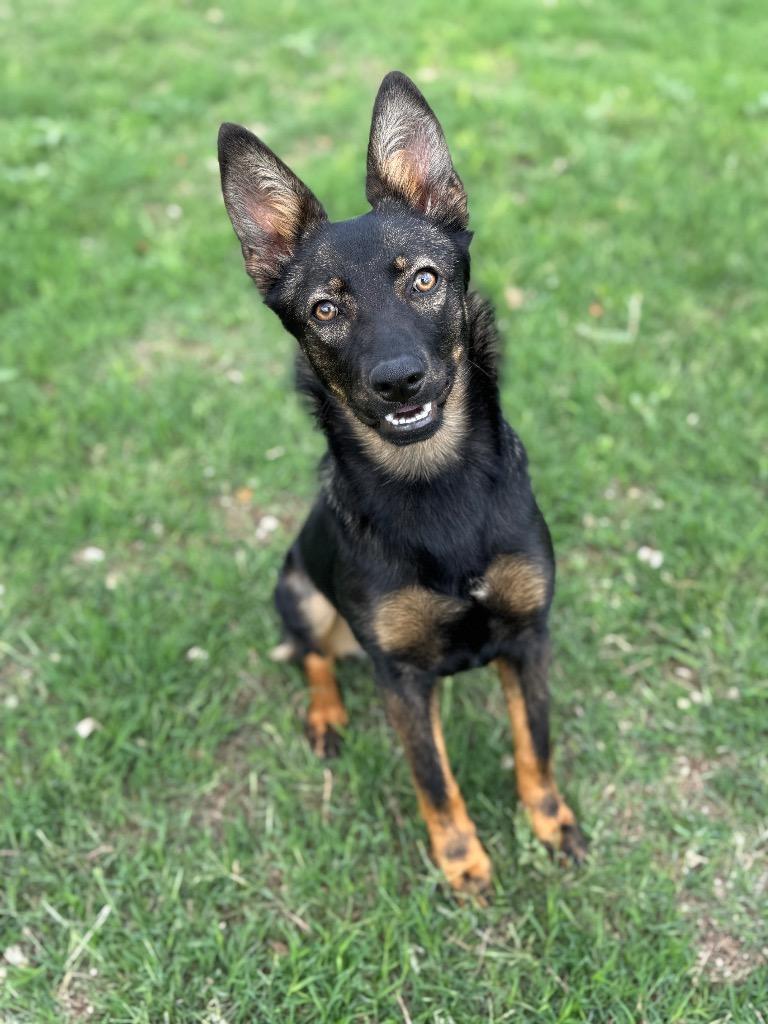Enlarge Maxie, a Adoptable Shepherd in Canyon Lake, TX image 3/6