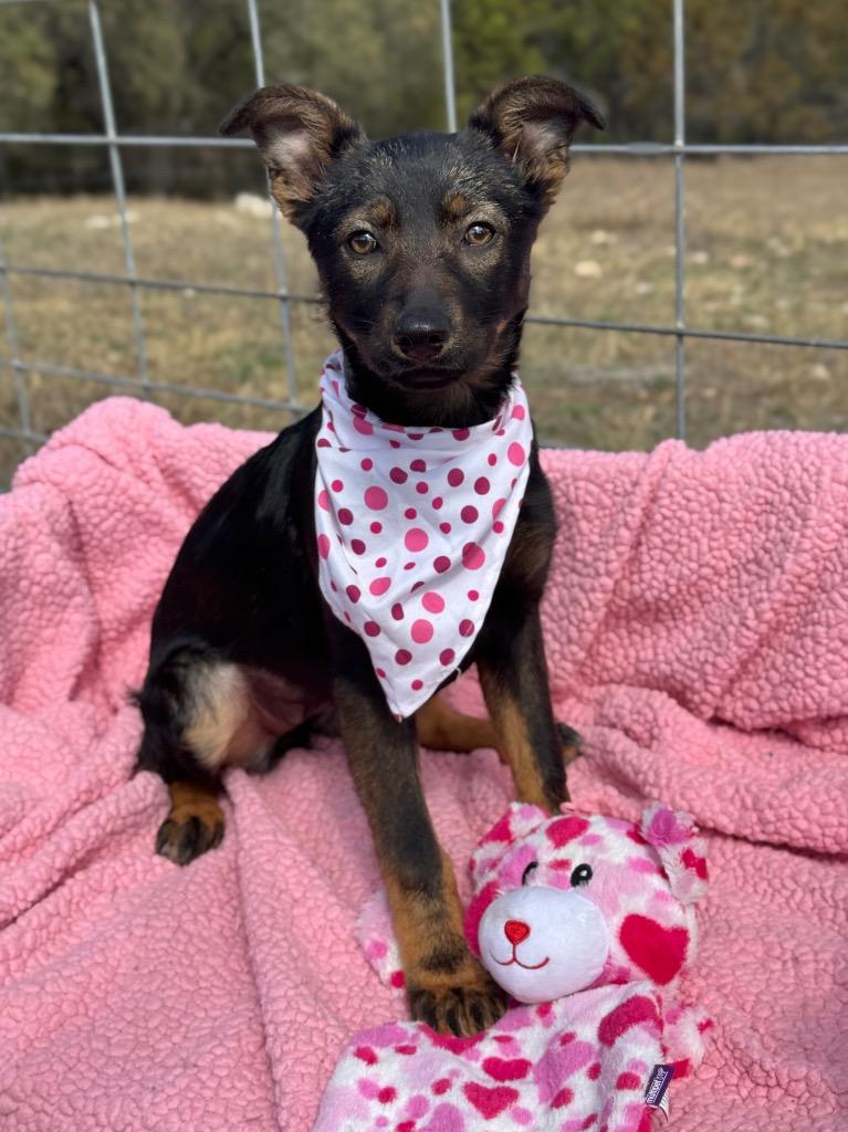 Maxie, a Adoptable Shepherd in Canyon Lake, TX image 2/3