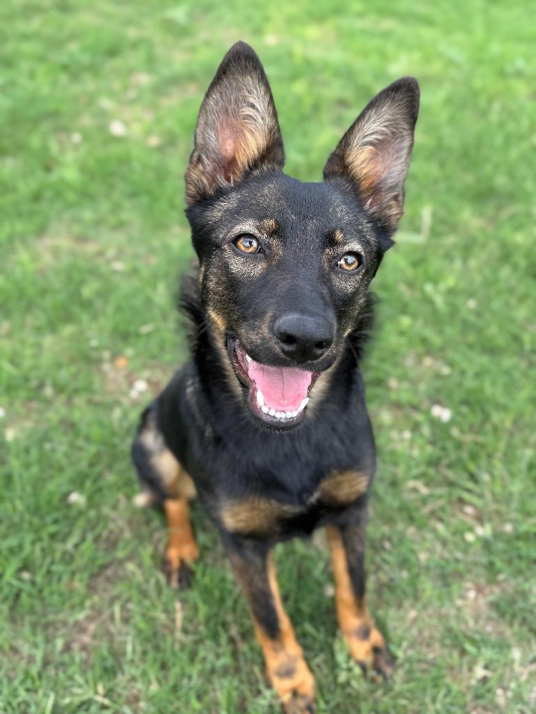 Enlarge Maxie, a Adoptable Shepherd in Canyon Lake, TX image 5/6