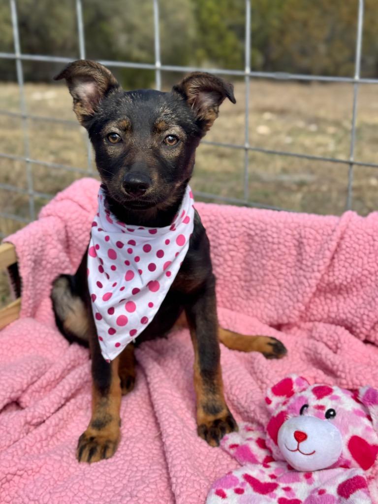 Maxie, a Adoptable Shepherd in Canyon Lake, TX image 3/3