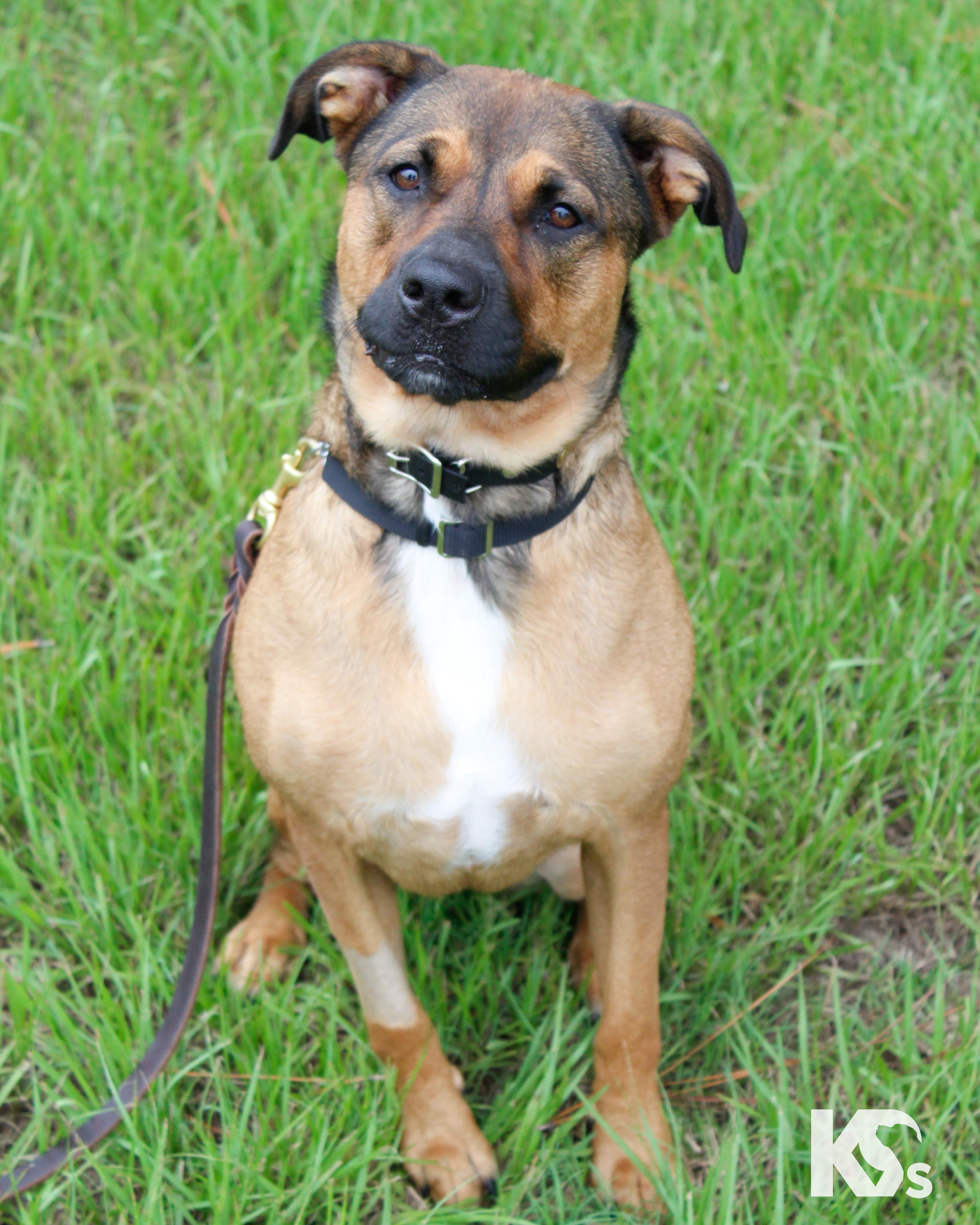 Enlarge Brandy, an adopted mixed breed in Ponte Vedra, FL image 4/6