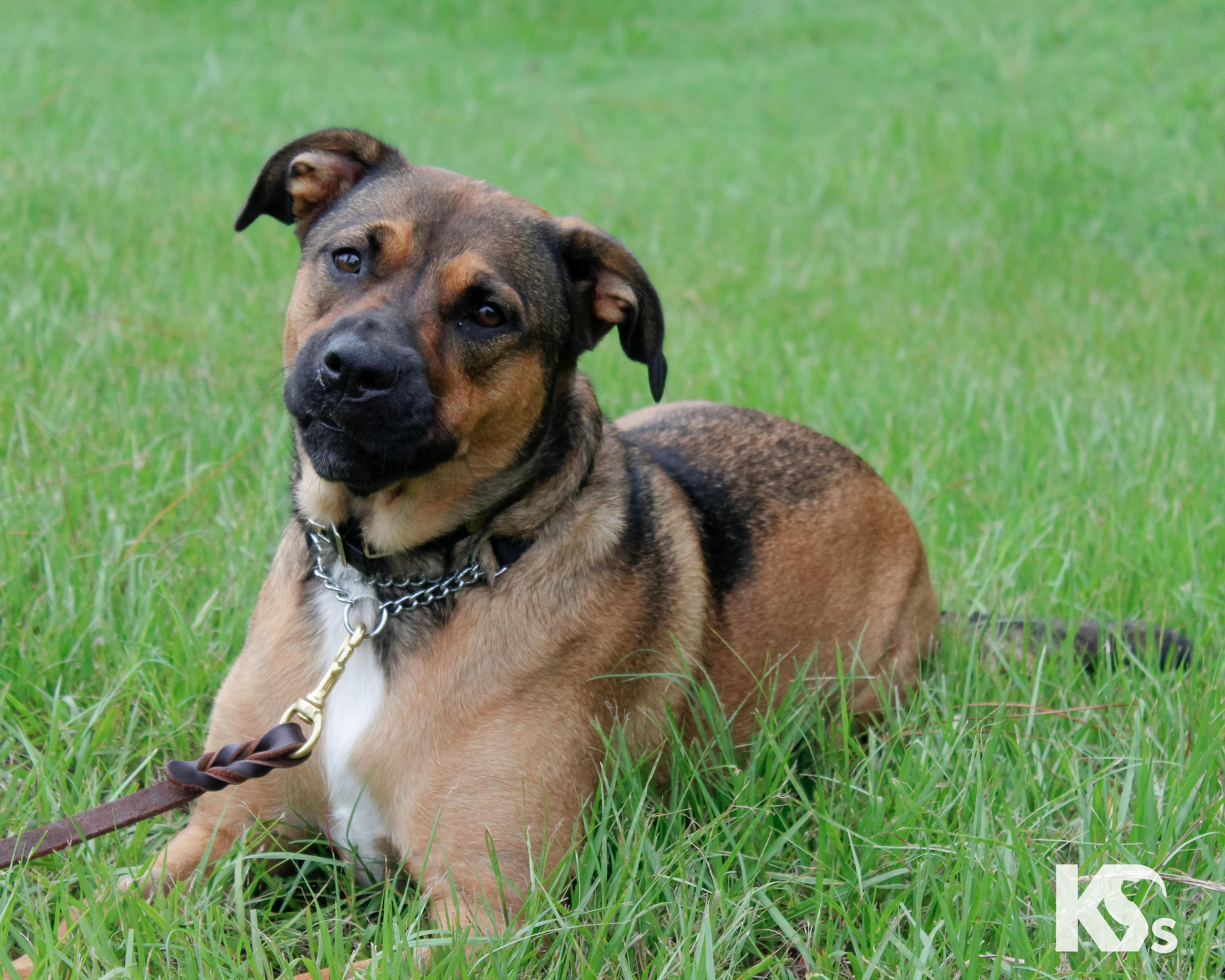 Enlarge Brandy, an adopted mixed breed in Ponte Vedra, FL image 2/6