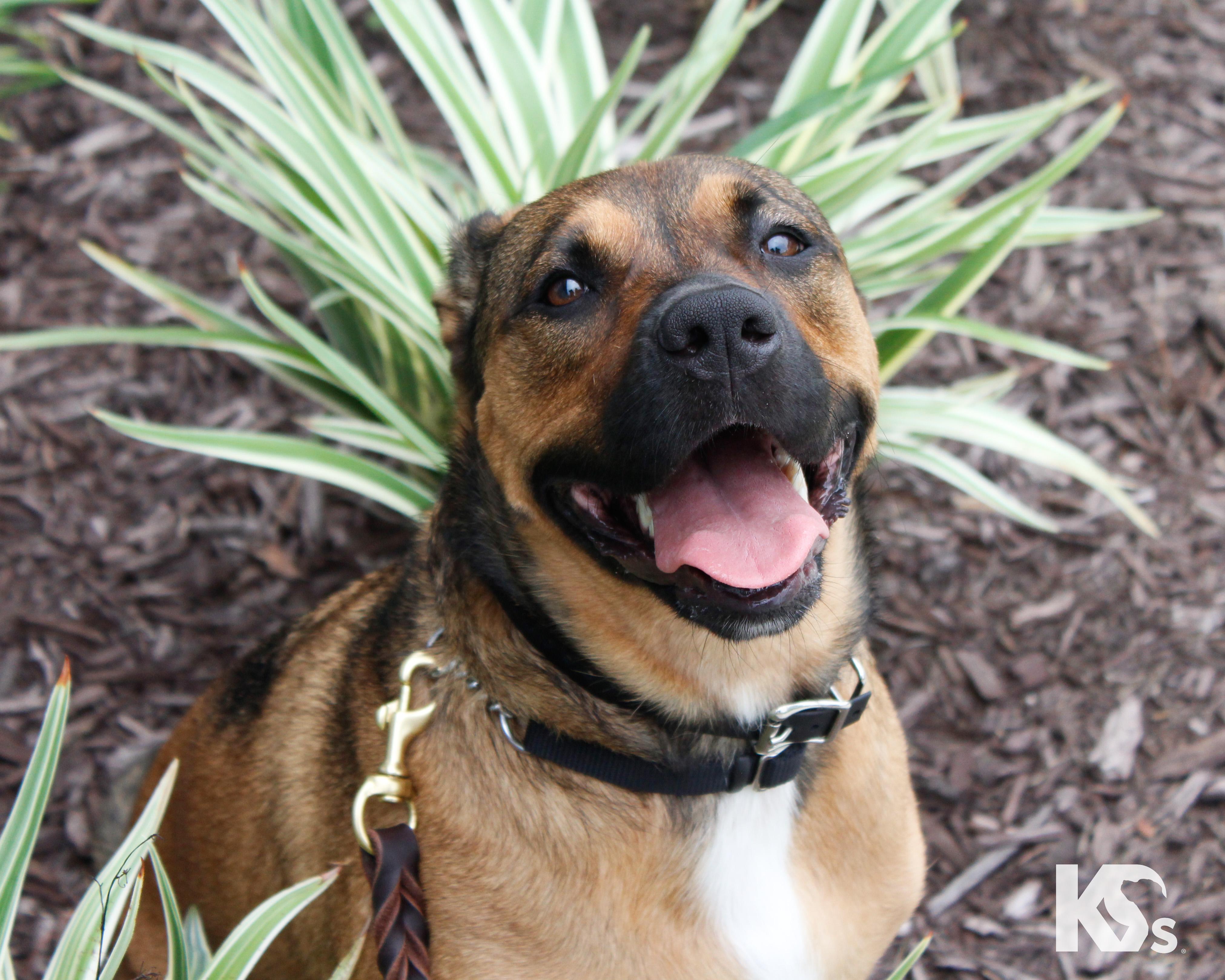 Enlarge Brandy, an adopted mixed breed in Ponte Vedra, FL image 3/6
