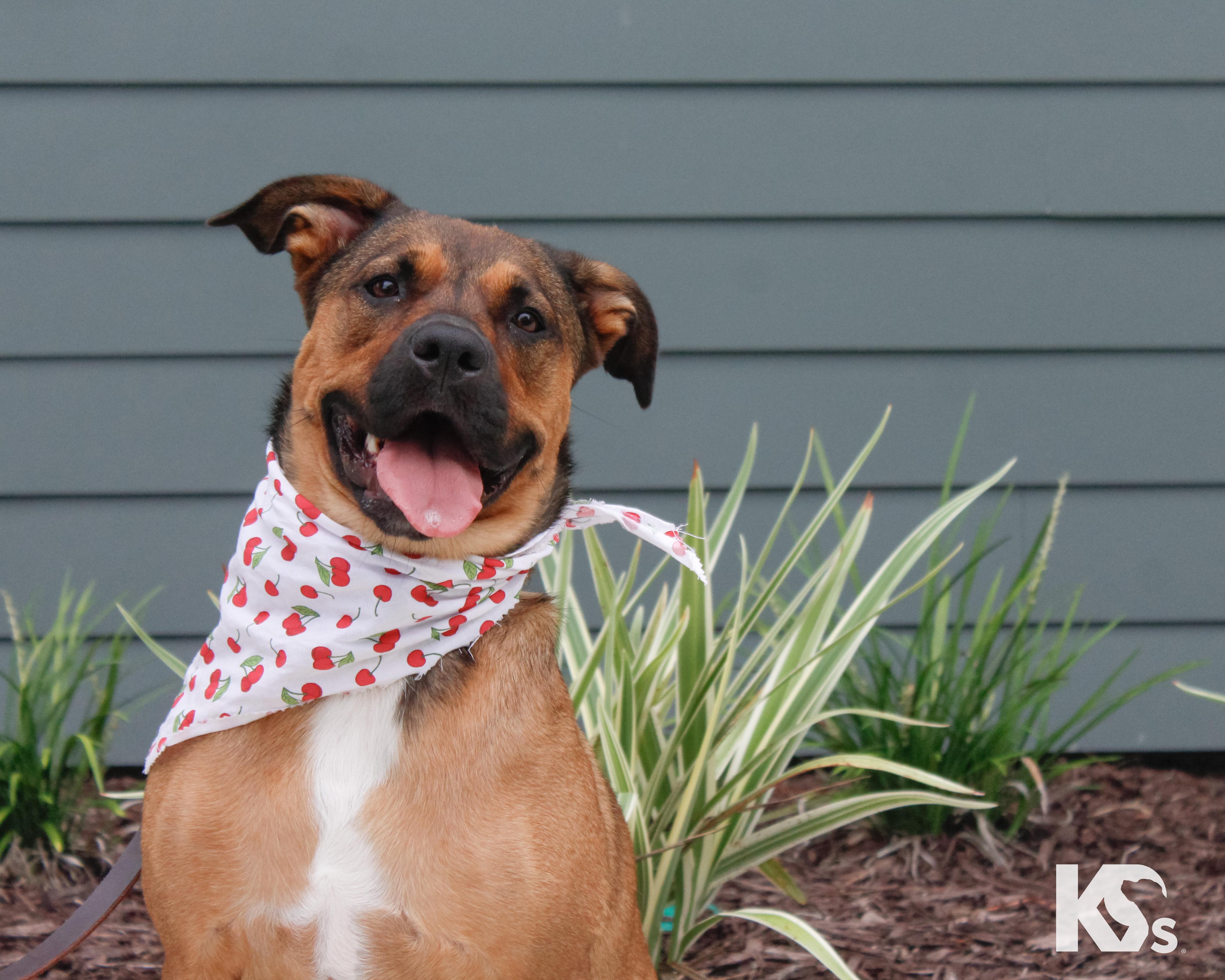 Brandy, adopted, Young Female Rottweiler & Hound.