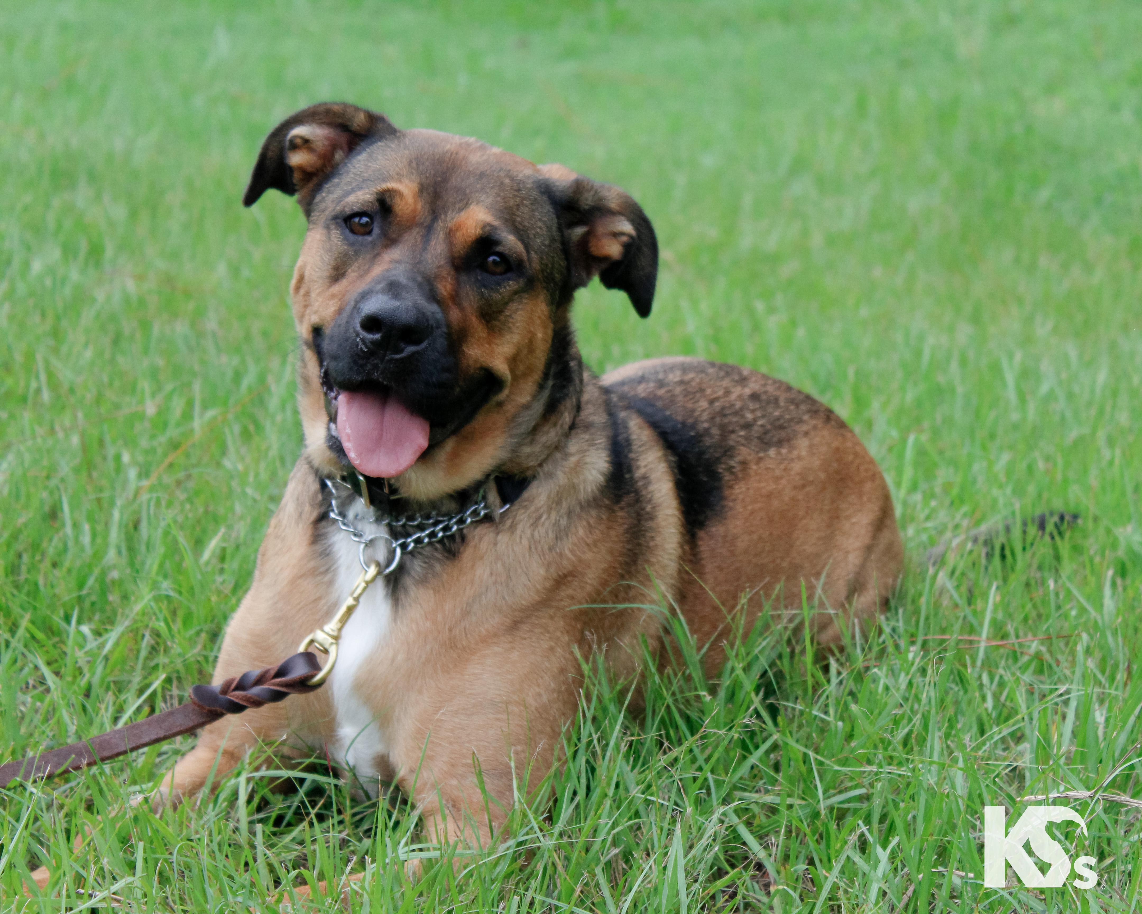 Enlarge Brandy, an adopted mixed breed in Ponte Vedra, FL image 5/6