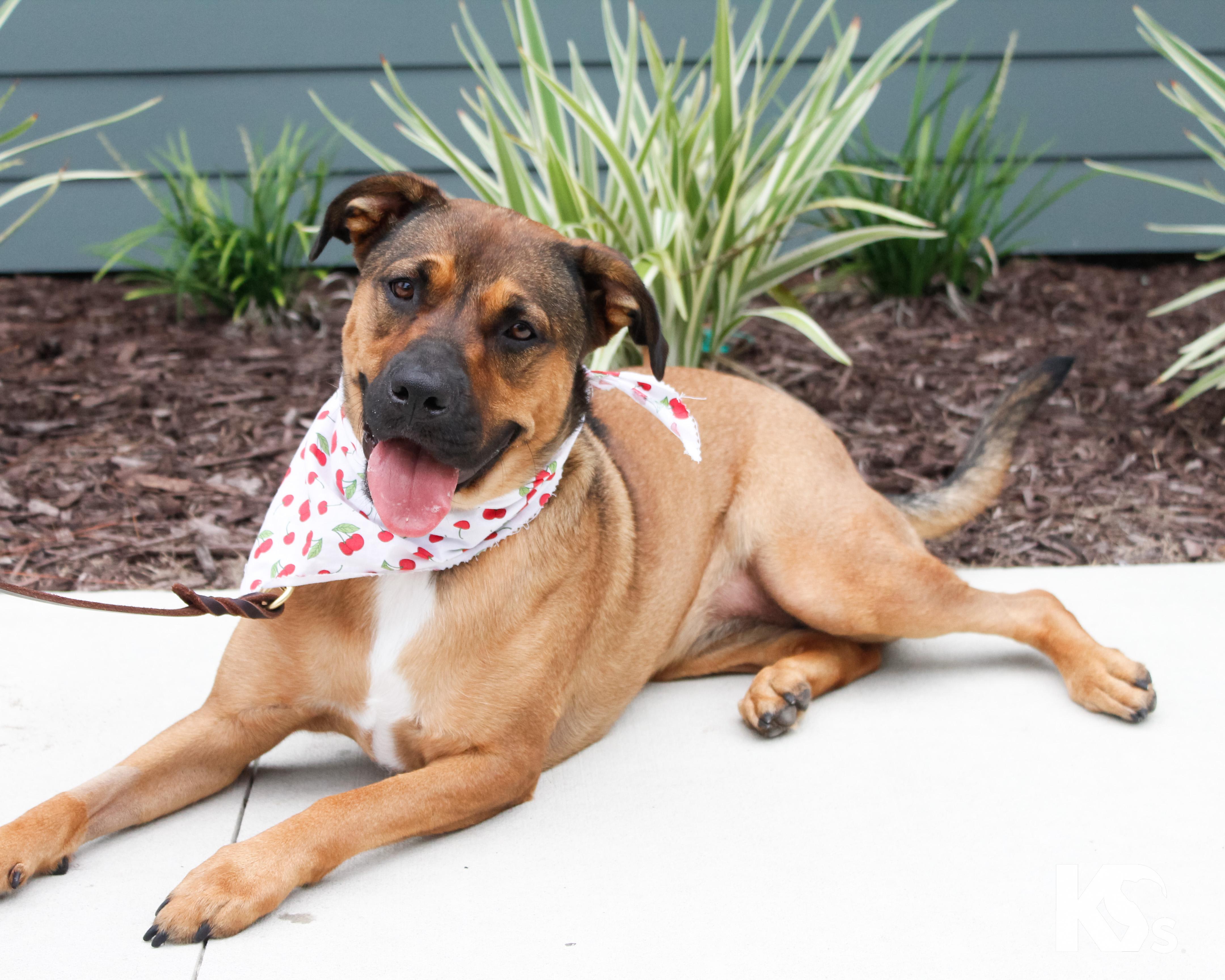 Enlarge Brandy, an adopted mixed breed in Ponte Vedra, FL image 6/6