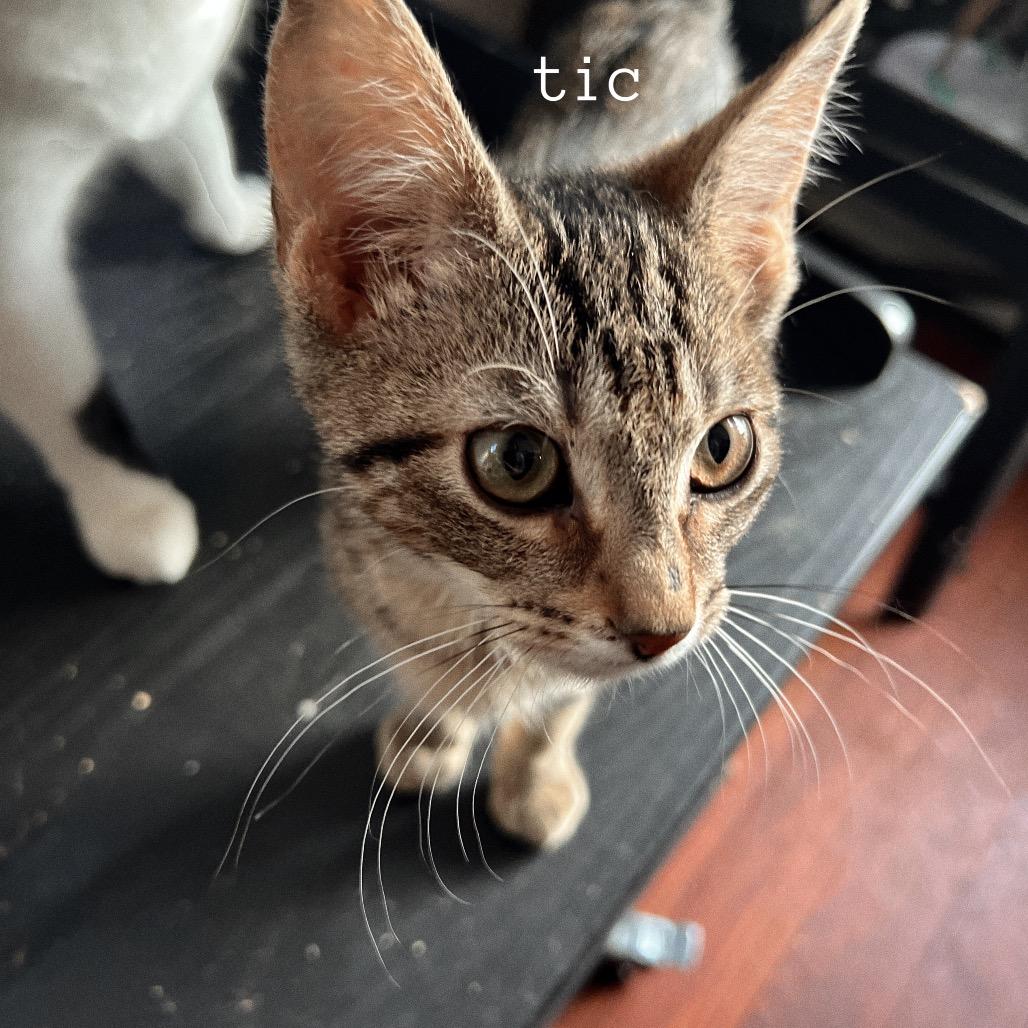 TIC, Adoptable, Kitten Male Domestic Short Hair.