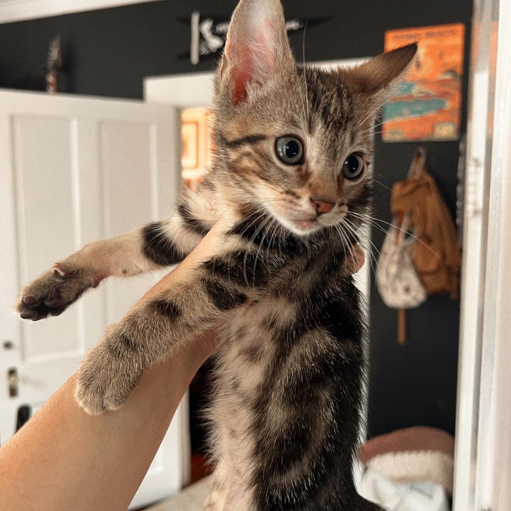 Enlarge TIC, a Adoptable Domestic Short Hair in San Antonio, TX image 2/3