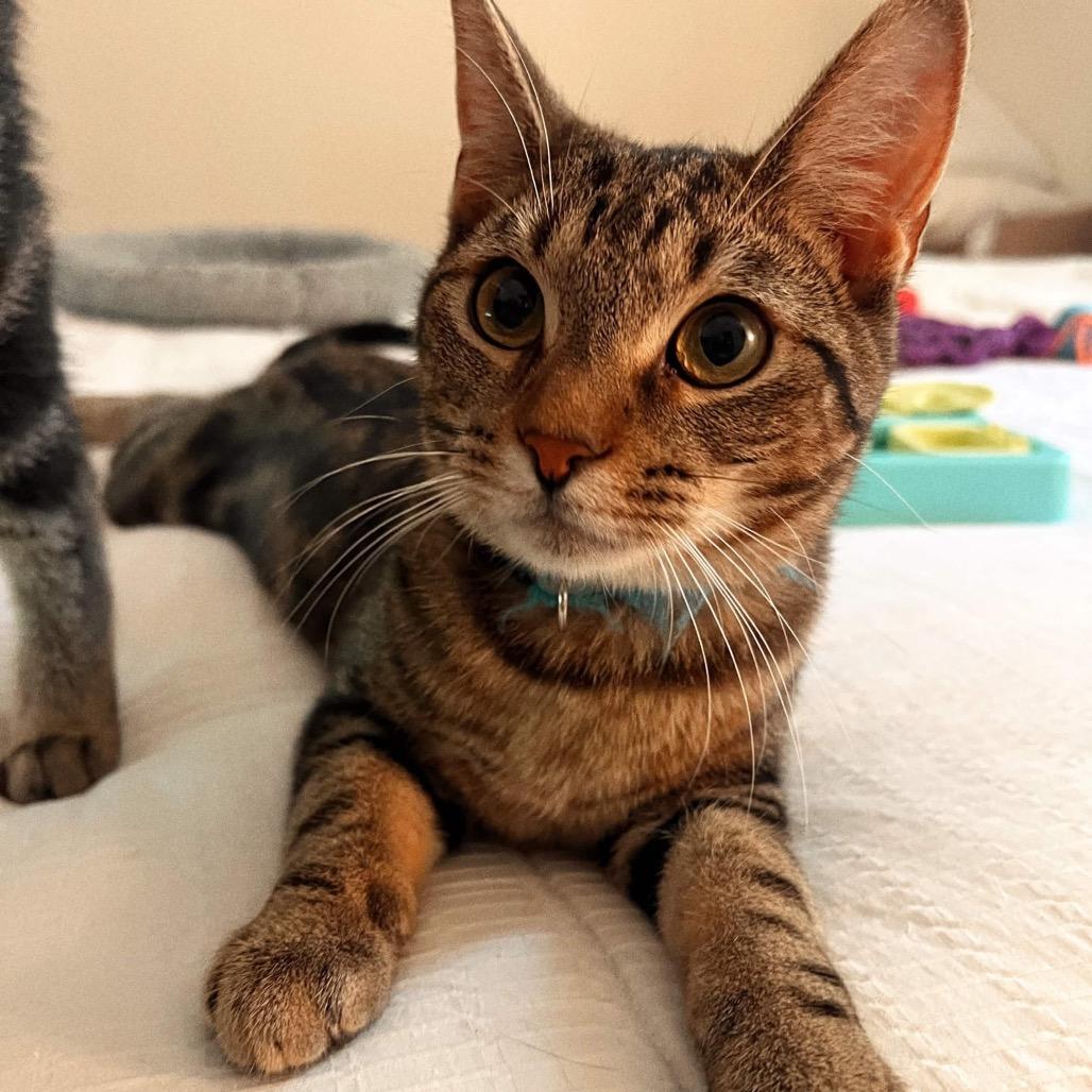 Enlarge TIC, a Adoptable Domestic Short Hair in San Antonio, TX image 3/4