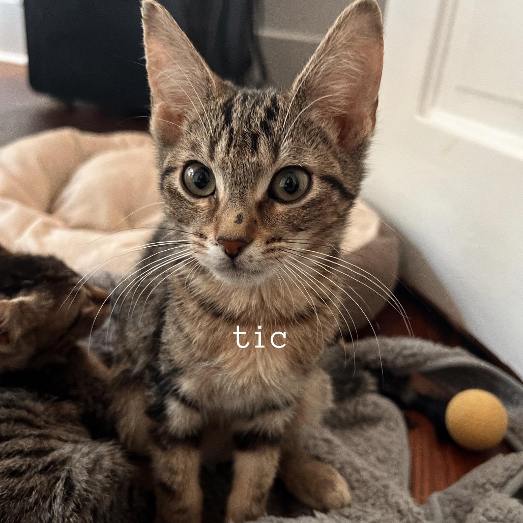 Enlarge TIC, a Adoptable Domestic Short Hair in San Antonio, TX image 3/3