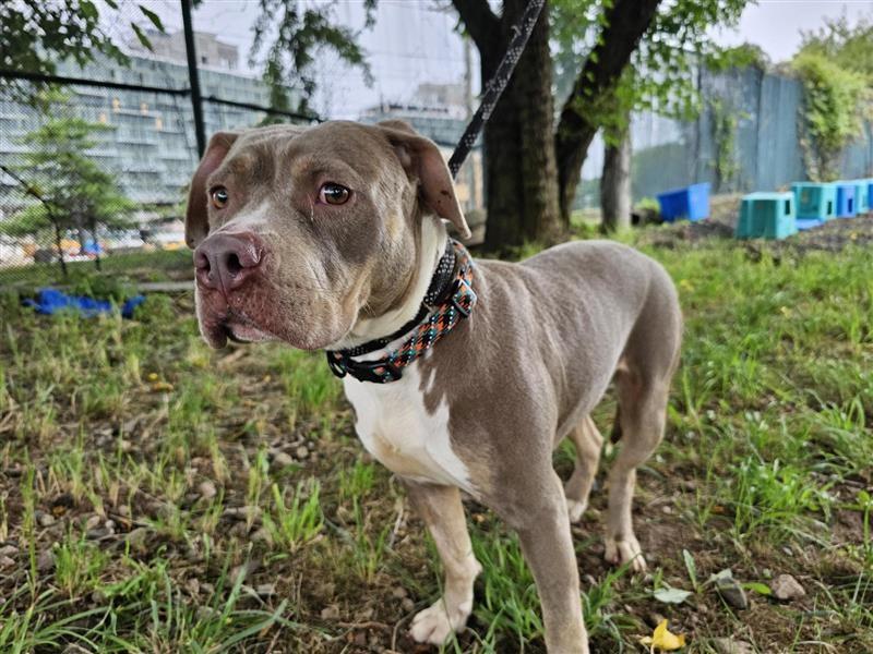 Vivian, Adoptable, Young Female Pit Bull Terrier.