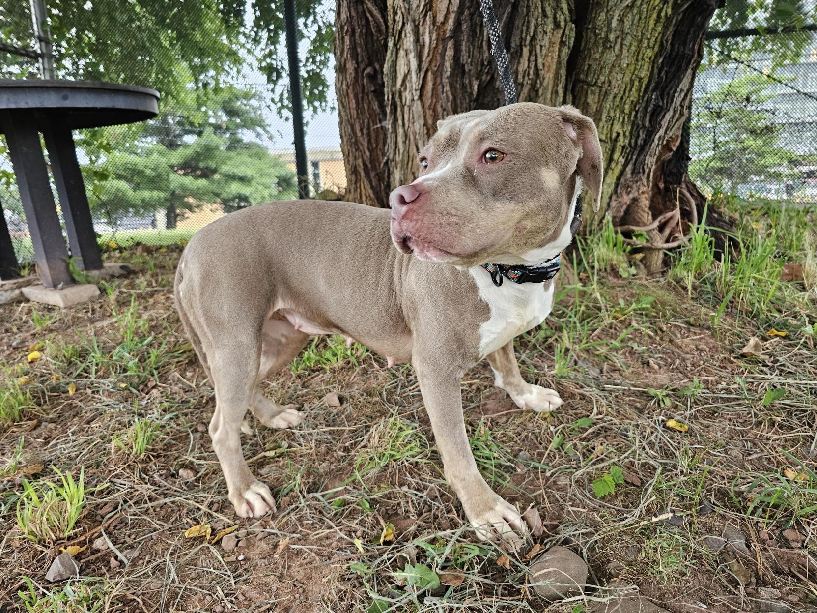Enlarge Vivian, a Adoptable Pit Bull Terrier in Jersey city, NJ image 2/3