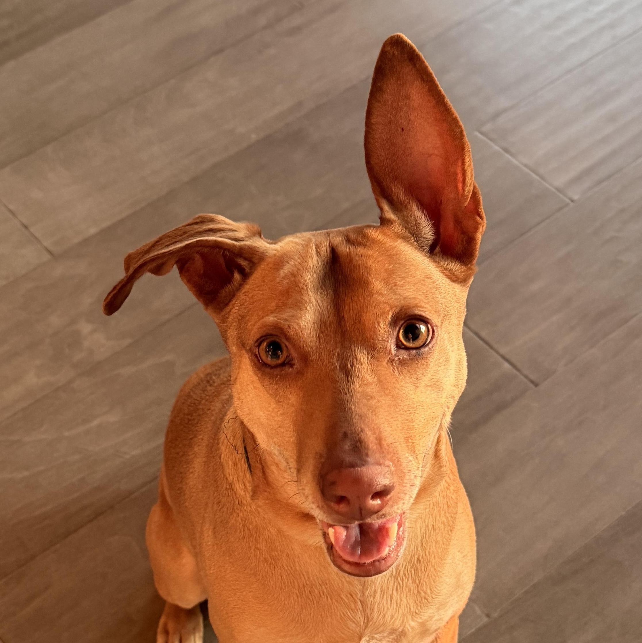 Justine, Adoptable, Adult Female Mixed Breed.