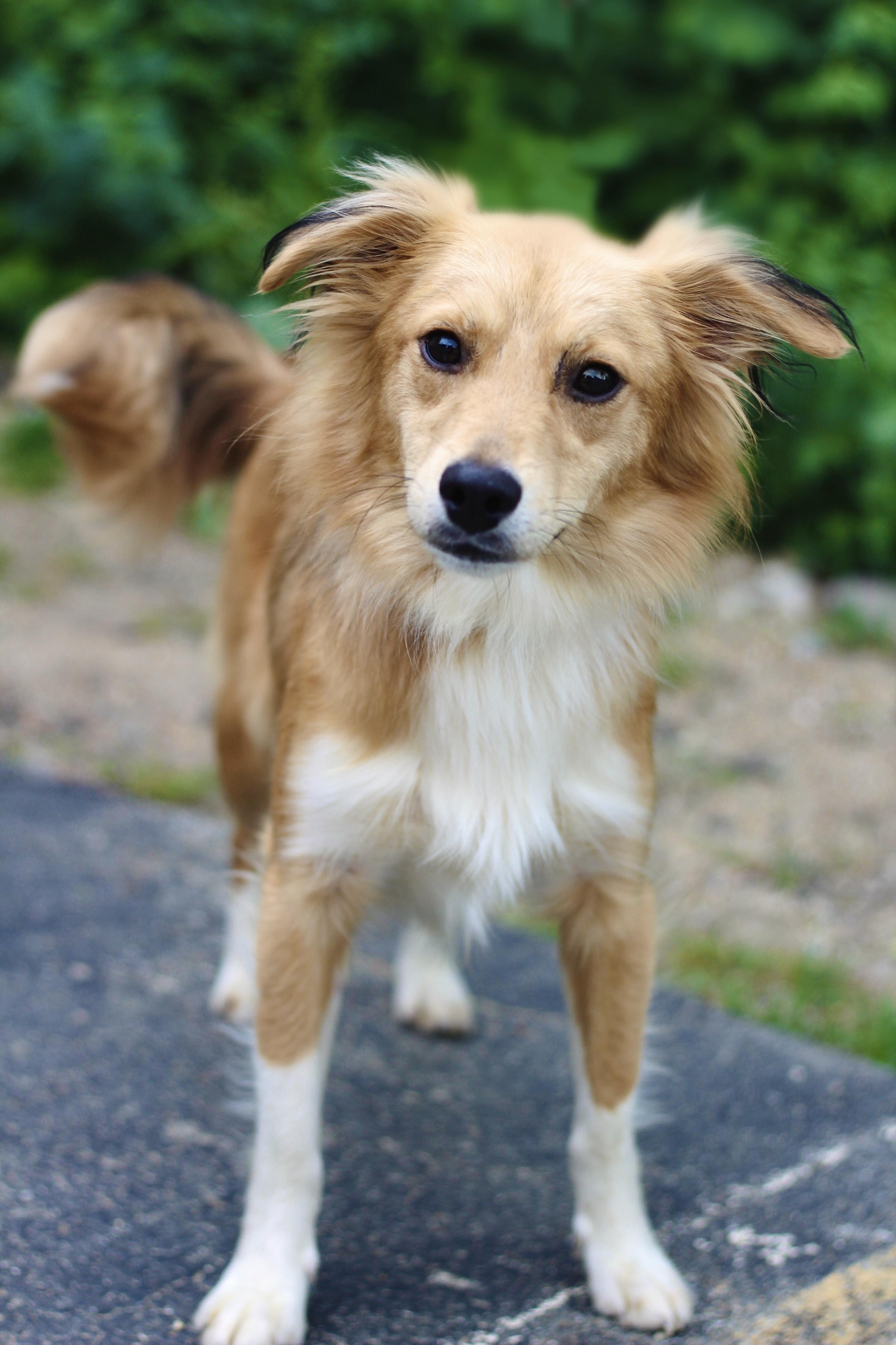 Quest in NH. Come Meet our Adoptable Dogs Wednesday-Saturday. More info in Bio, an adopted mixed breed in Manchester, NH image 3/3