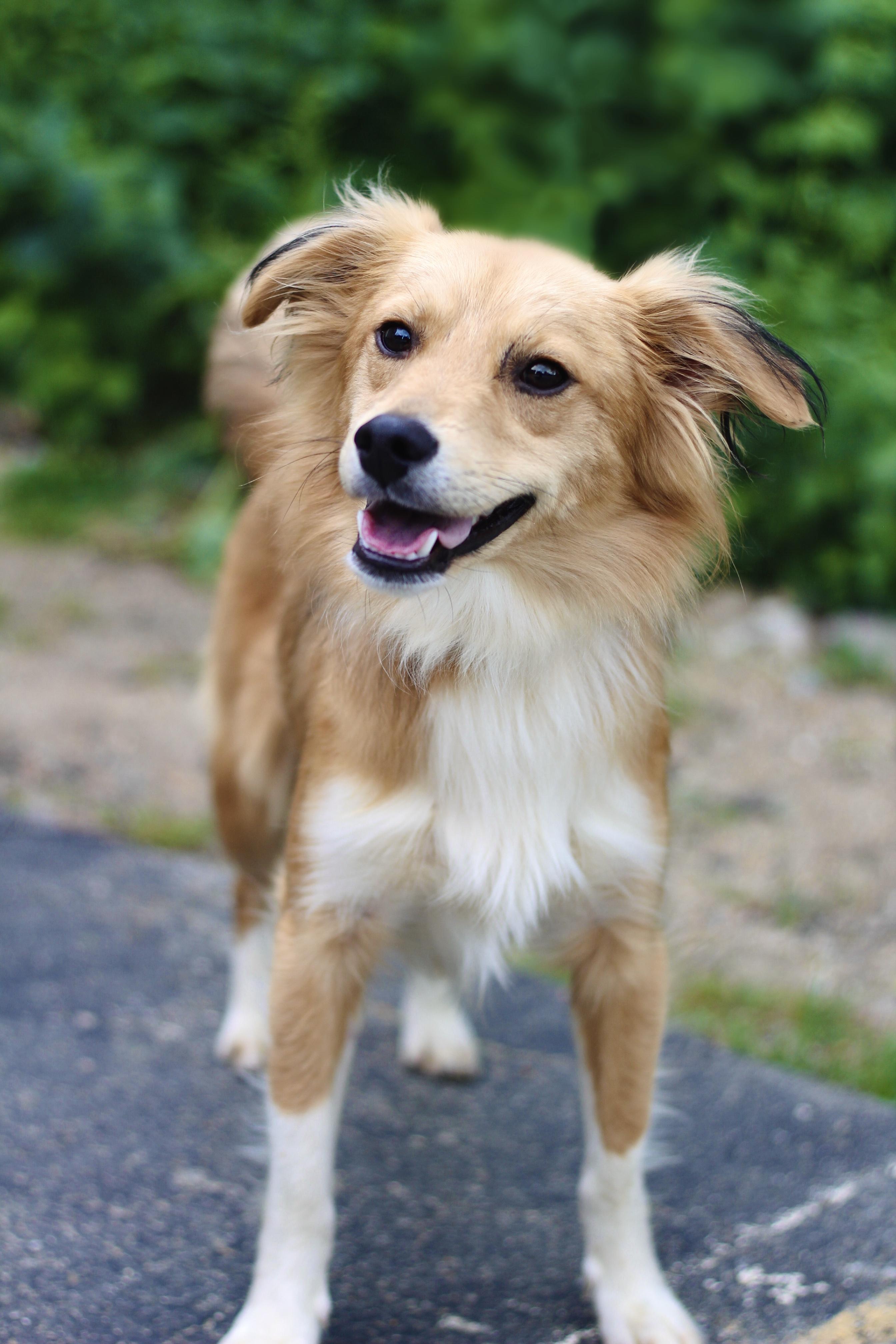 Quest in NH. Come Meet our Adoptable Dogs Wednesday-Saturday. More info in Bio, an adopted mixed breed in Manchester, NH image 2/3