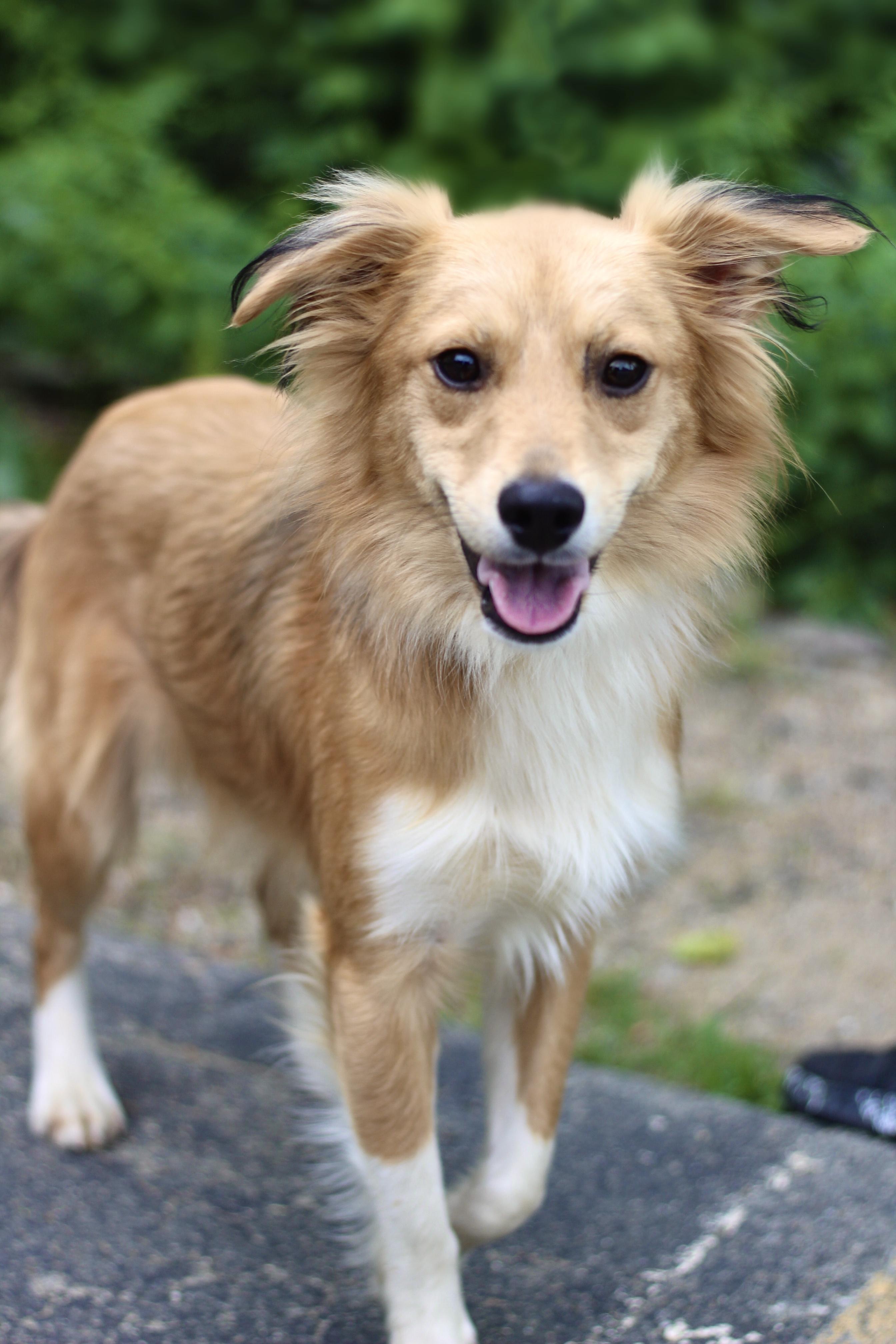 Quest in NH. Come Meet our Adoptable Dogs Wednesday-Saturday. More info in Bio, adopted, Young Male Collie.