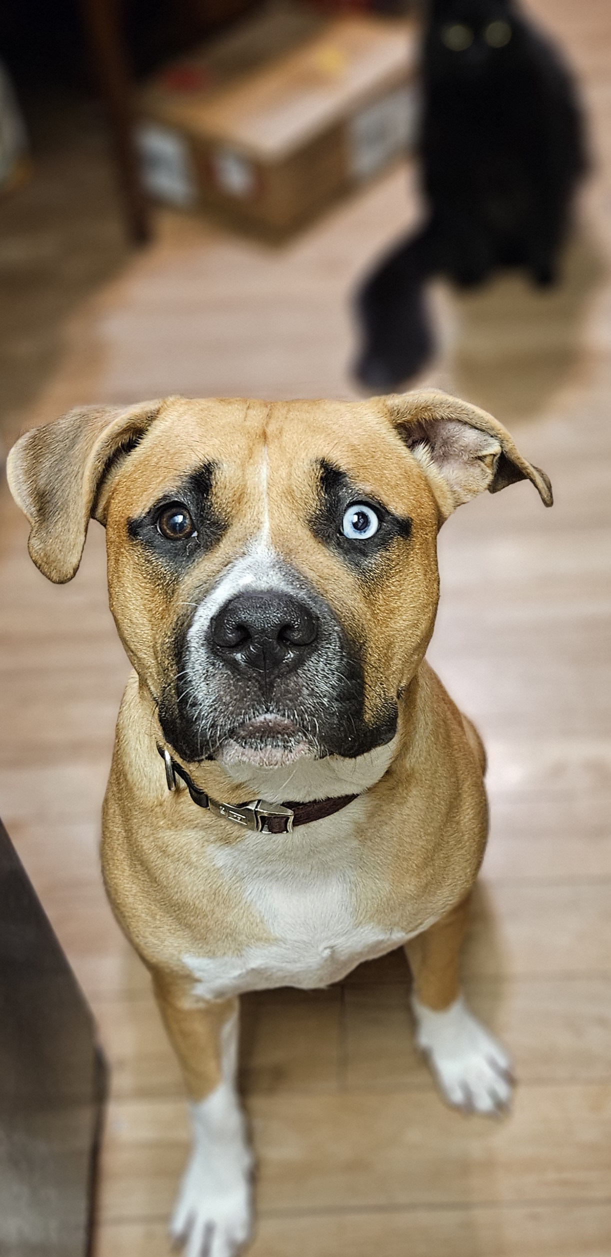 Enlarge Harmony, a Adoptable Mixed Breed in Anaheim, CA image 4/6