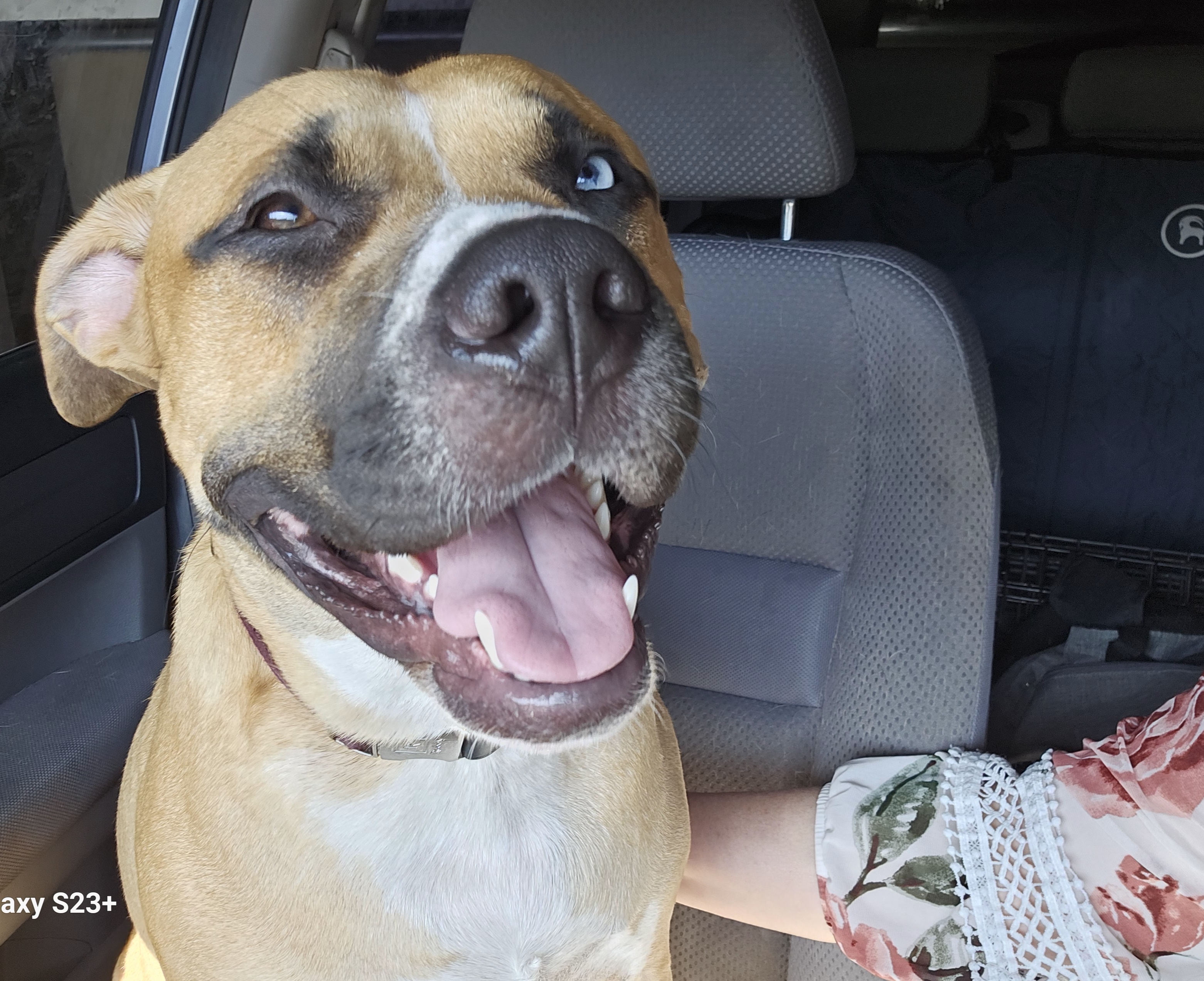 Enlarge Harmony, a Adoptable Mixed Breed in Anaheim, CA image 6/6