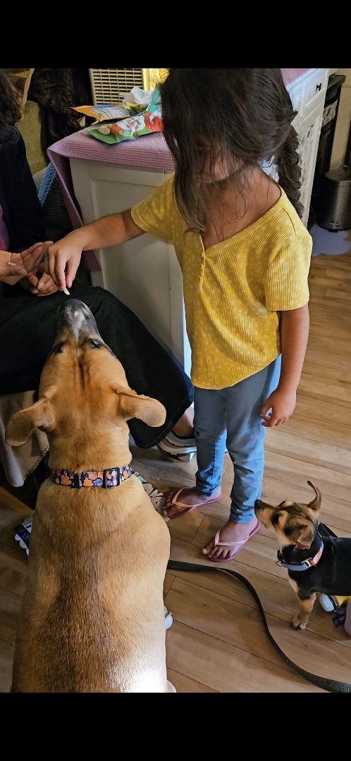 Enlarge Harmony, a Adoptable Mixed Breed in Anaheim, CA image 5/6