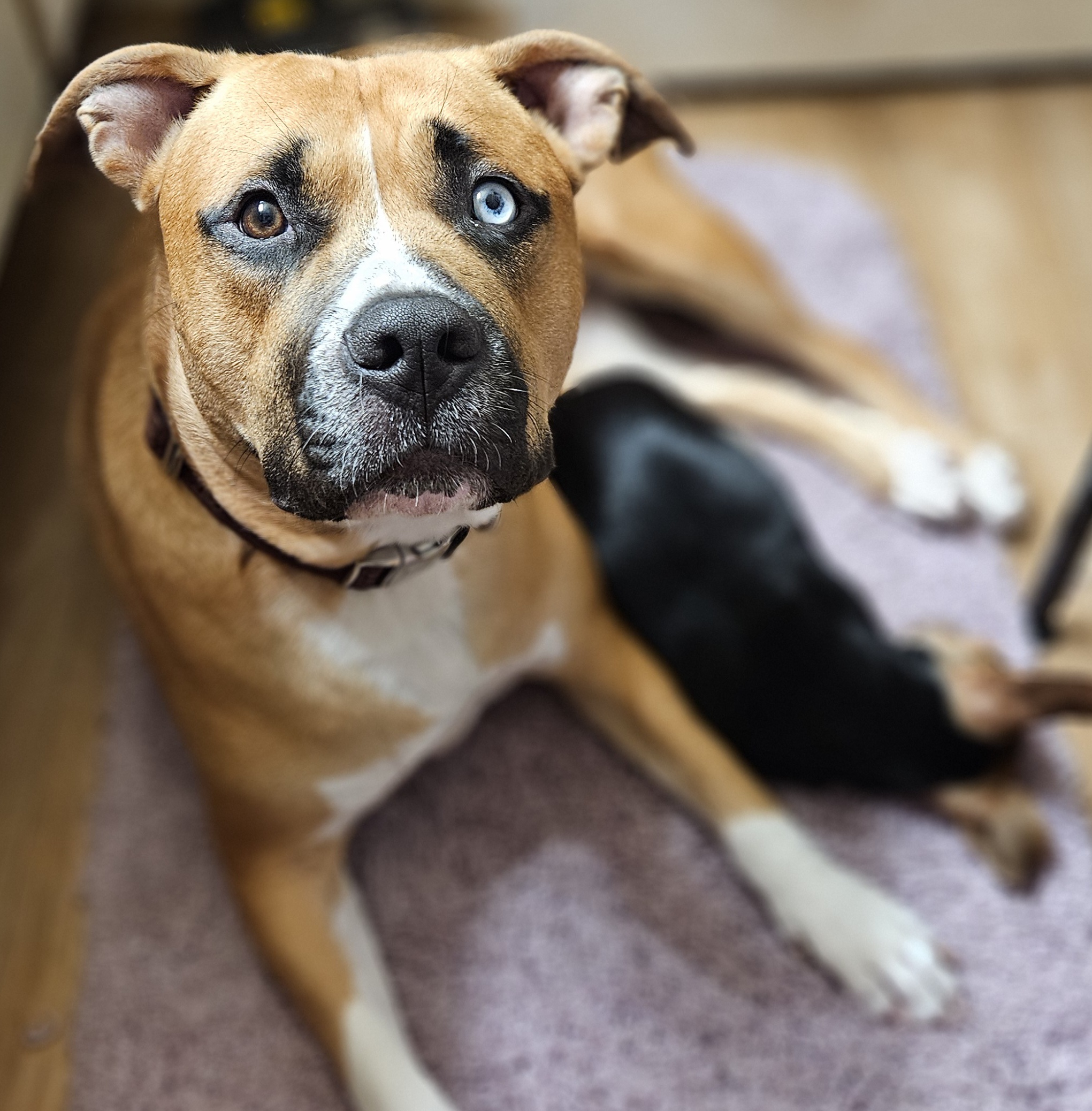 Enlarge Harmony, a Adoptable Mixed Breed in Anaheim, CA image 3/6