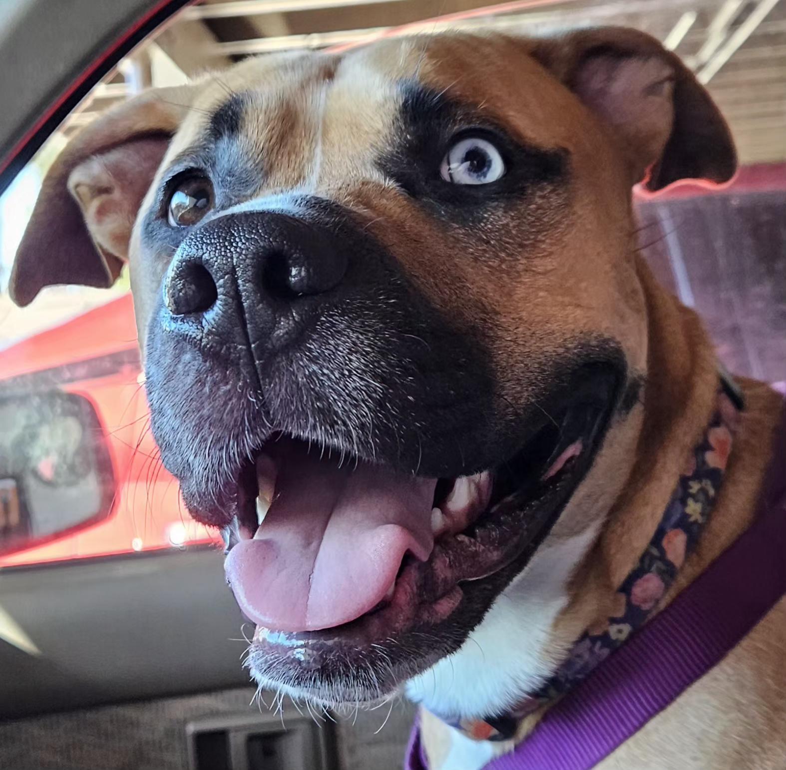 Enlarge Harmony, a Adoptable Mixed Breed in Anaheim, CA image 1/6