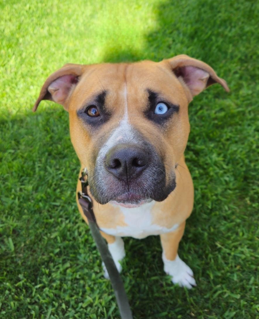 Enlarge Harmony, a Adoptable Mixed Breed in Anaheim, CA image 1/6