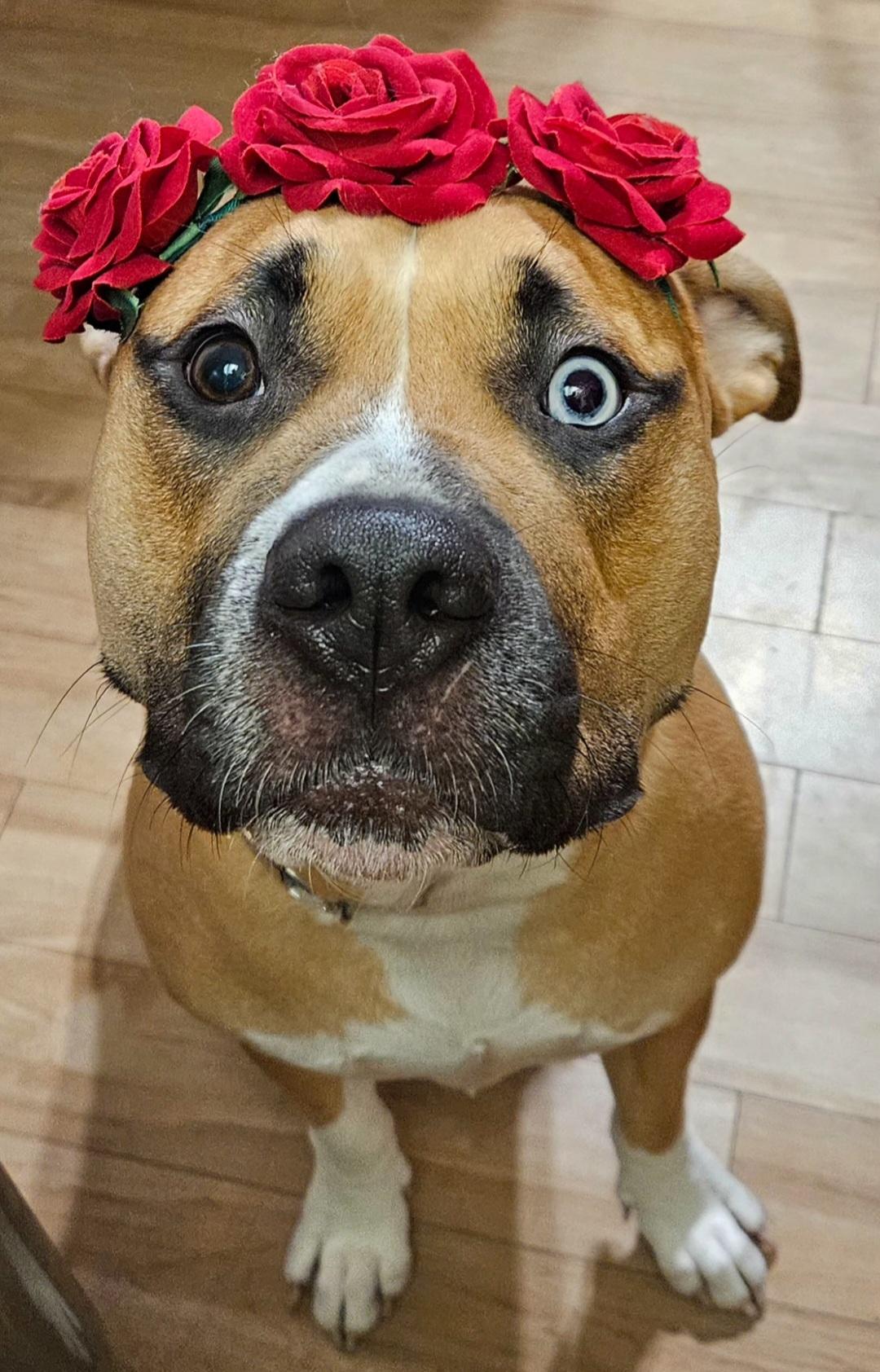 Enlarge Harmony, a Adoptable Mixed Breed in Anaheim, CA image 2/6