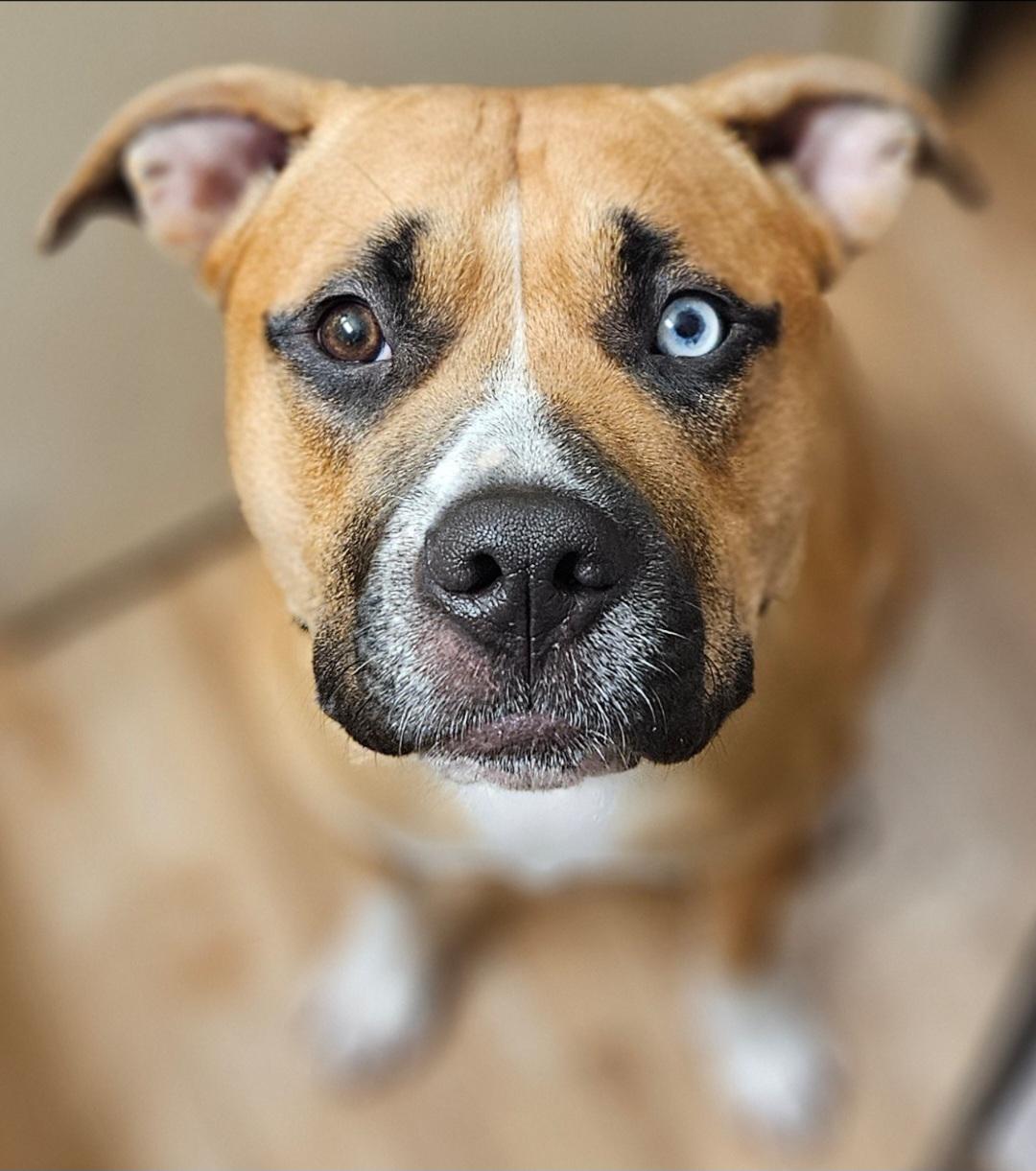 Enlarge Harmony, a Adoptable Mixed Breed in Anaheim, CA image 3/6