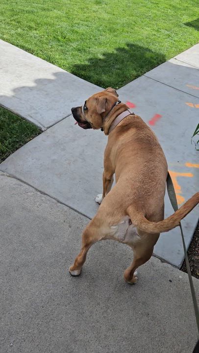 Enlarge Harmony, a Adoptable Mixed Breed in Anaheim, CA video 2/6